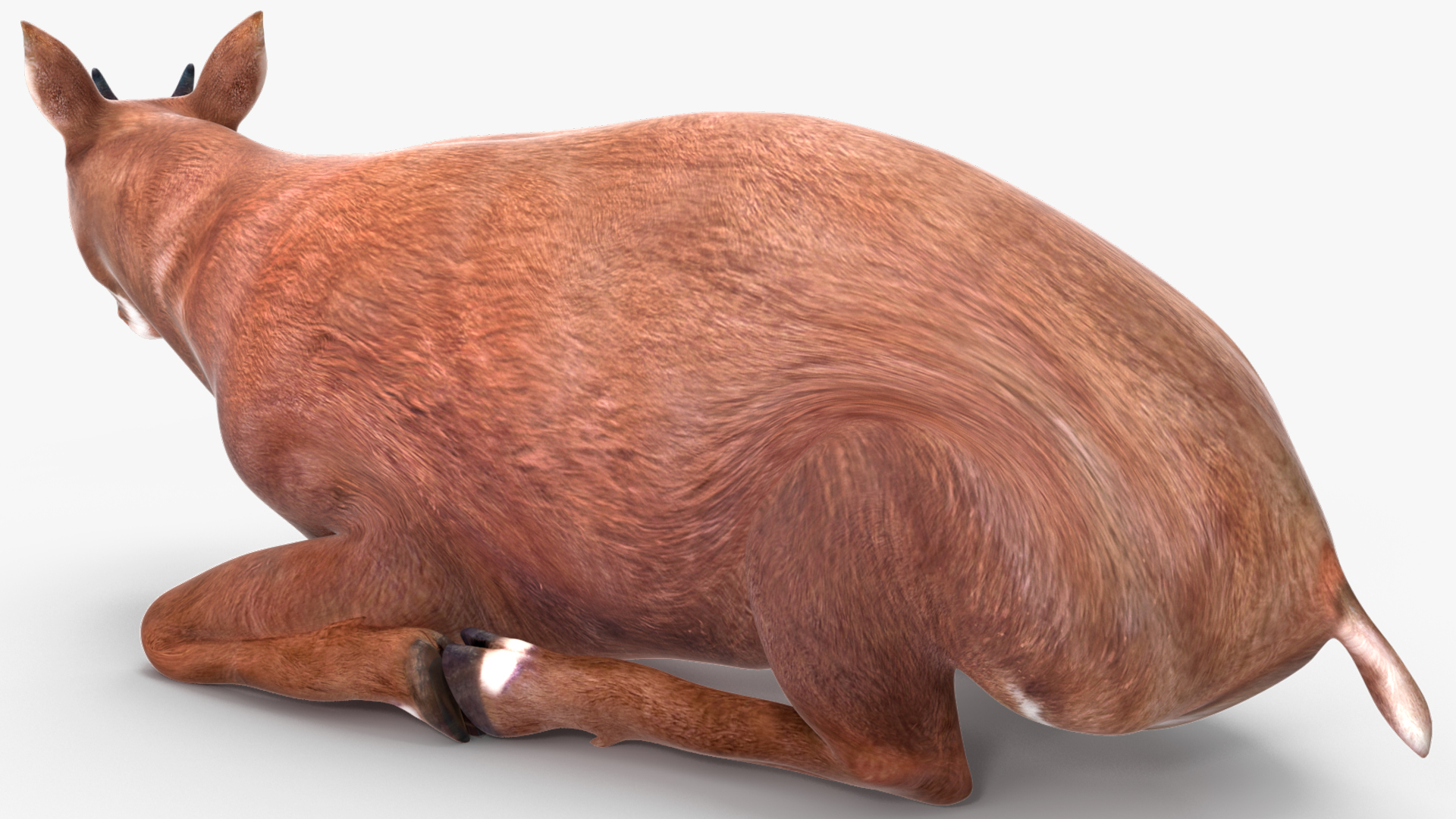 3D model Saola Reclining