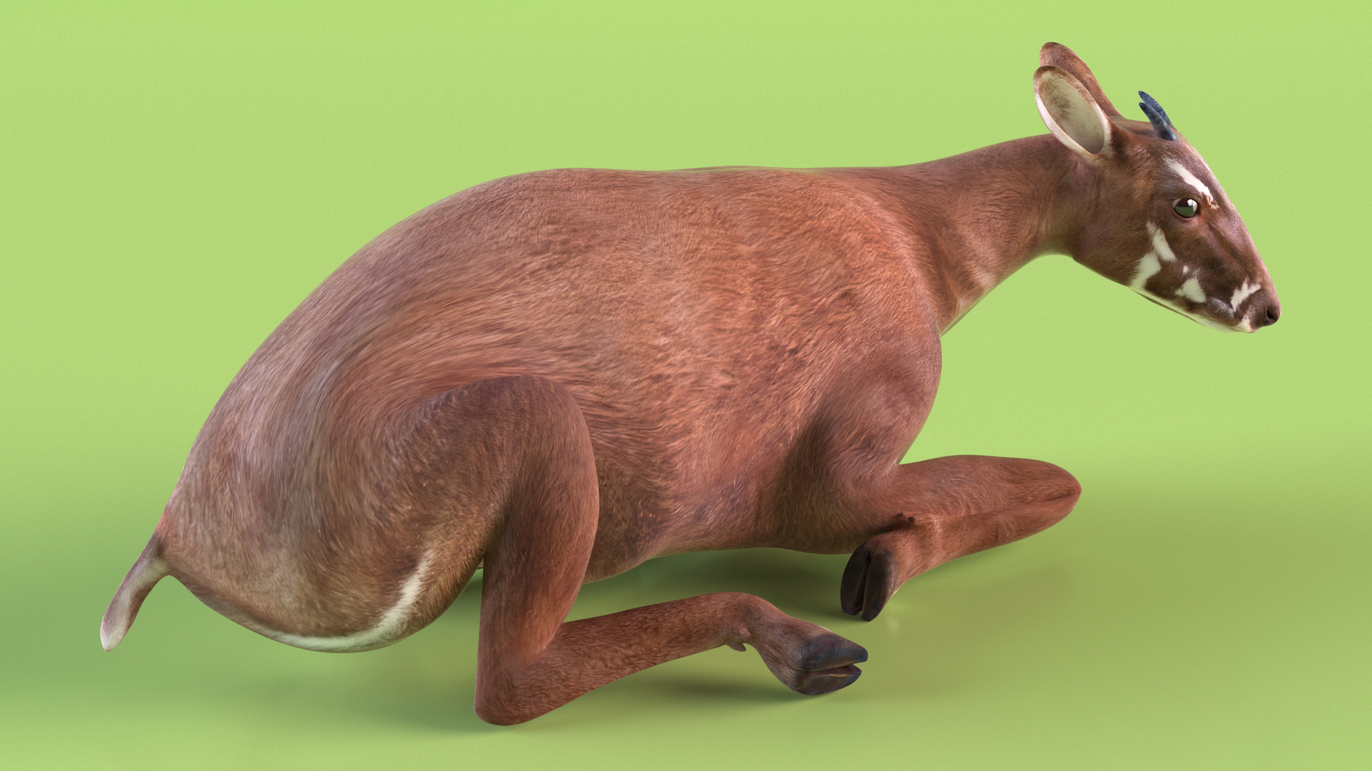 3D model Saola Reclining