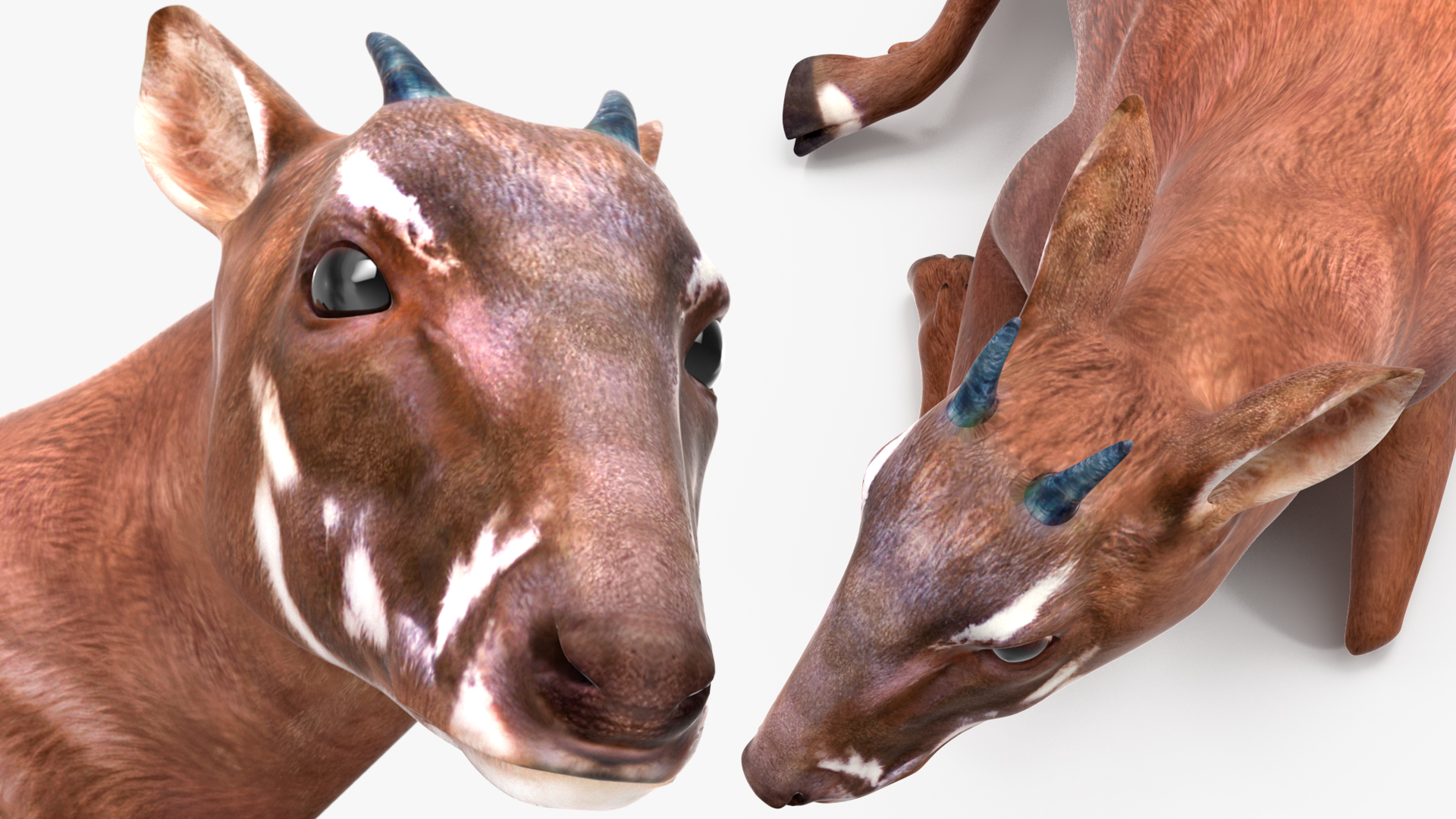 3D model Saola Reclining