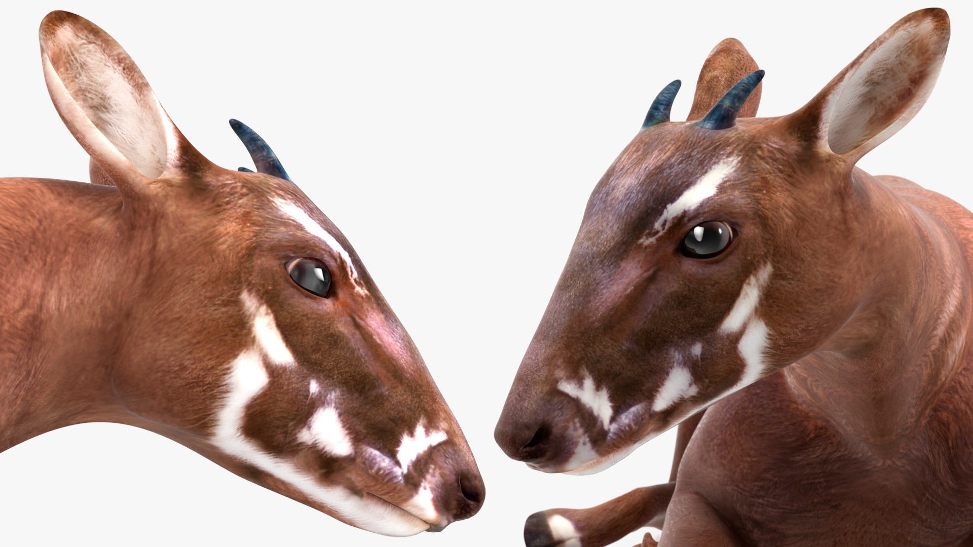 3D model Saola Reclining