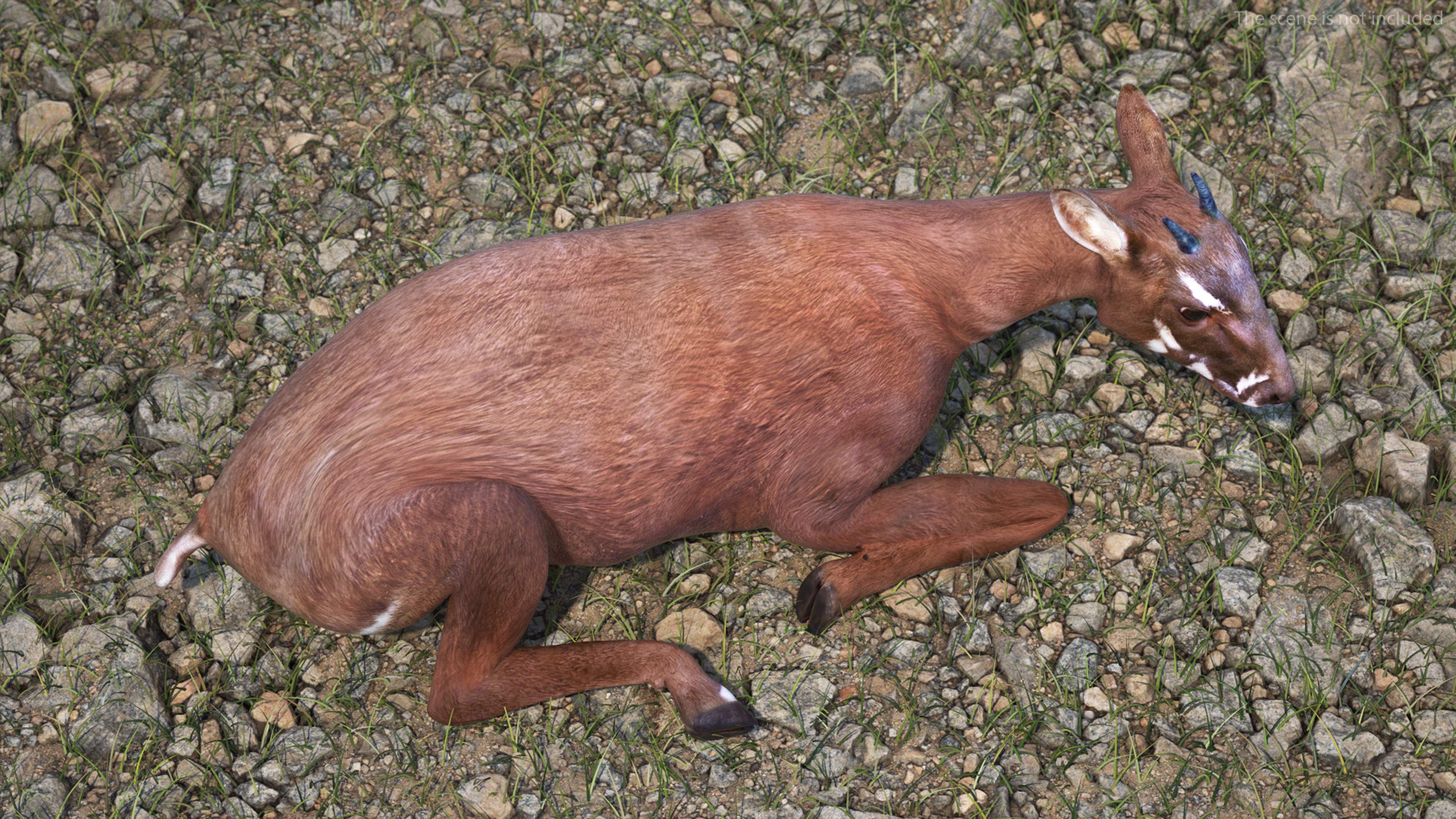 3D model Saola Reclining
