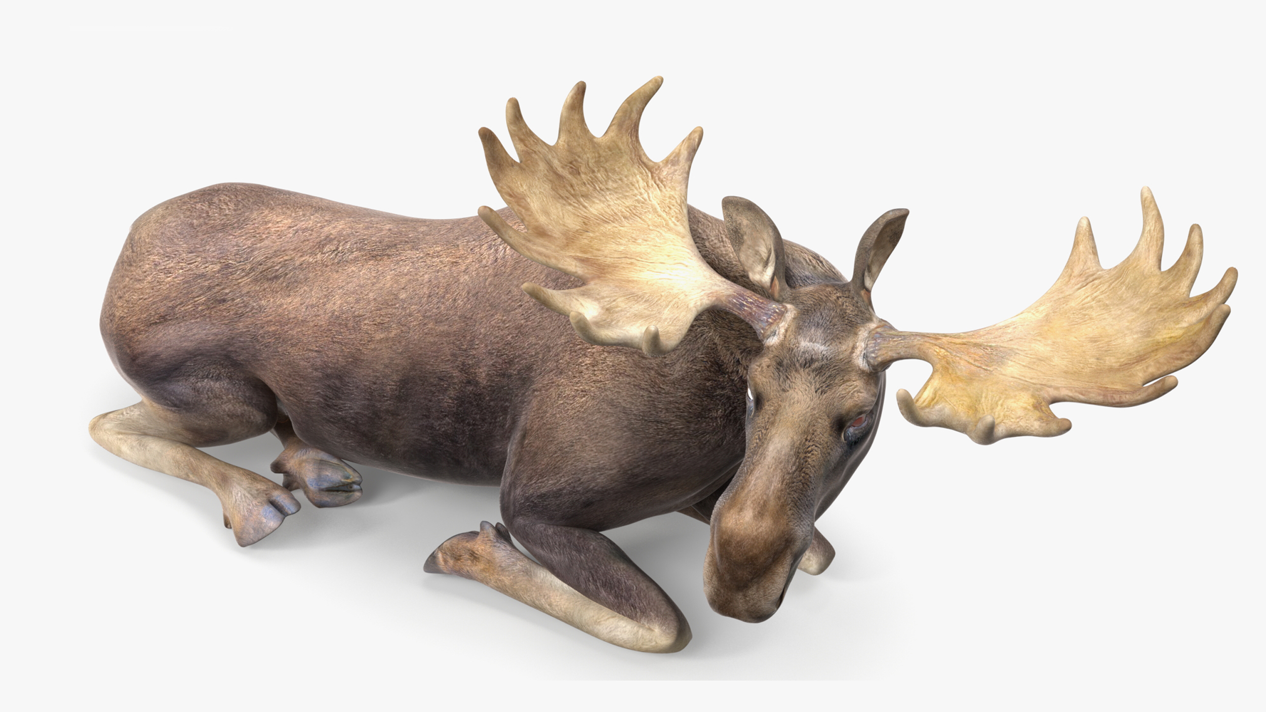 3D Elk No Fur Rigged for Cinema 4D