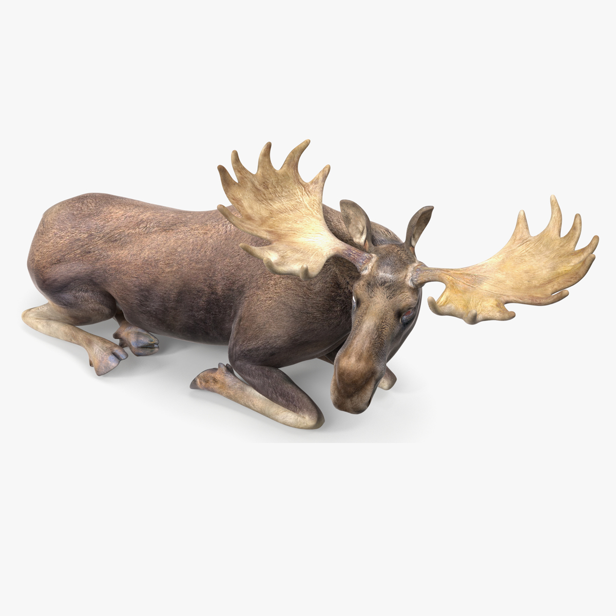 3D Elk No Fur Rigged for Cinema 4D