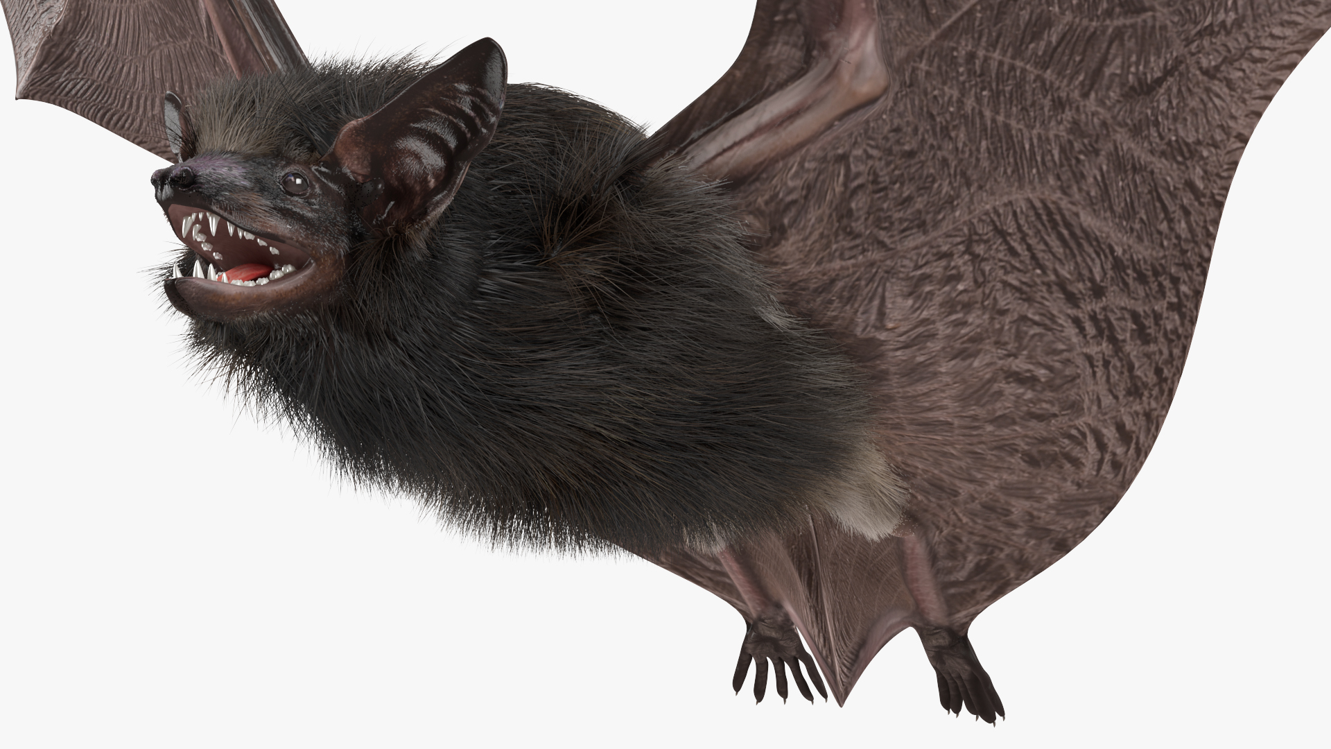 3D model Flying Black Bat Fur