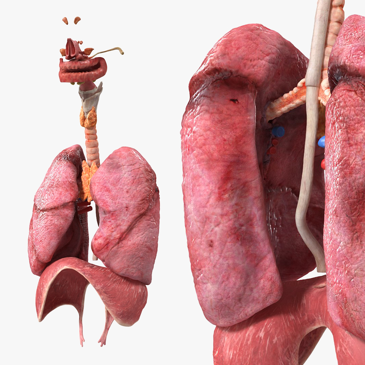 Female Respiratory Anatomy 3D model preview