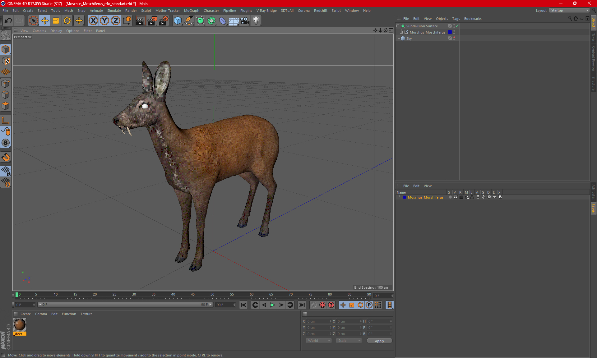 Moschus Moschiferus 3D model