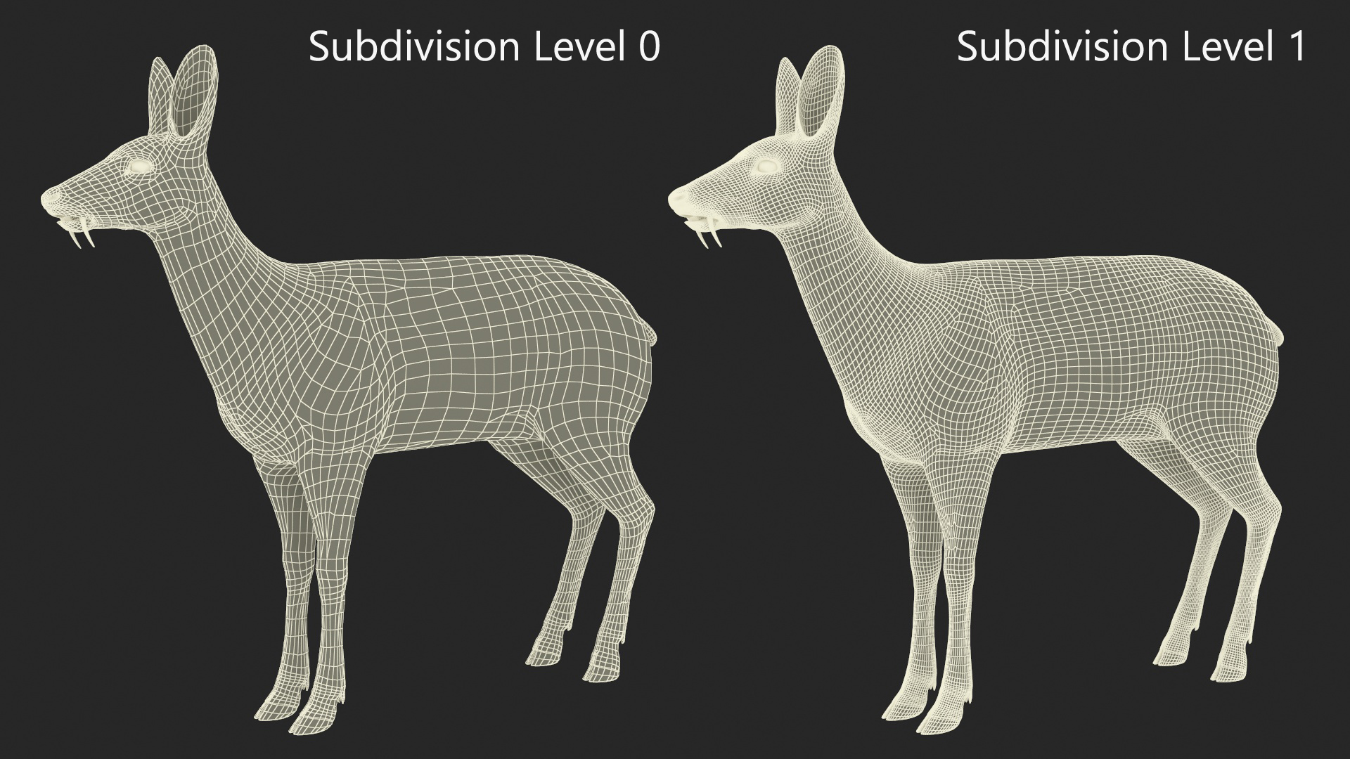 Moschus Moschiferus 3D model