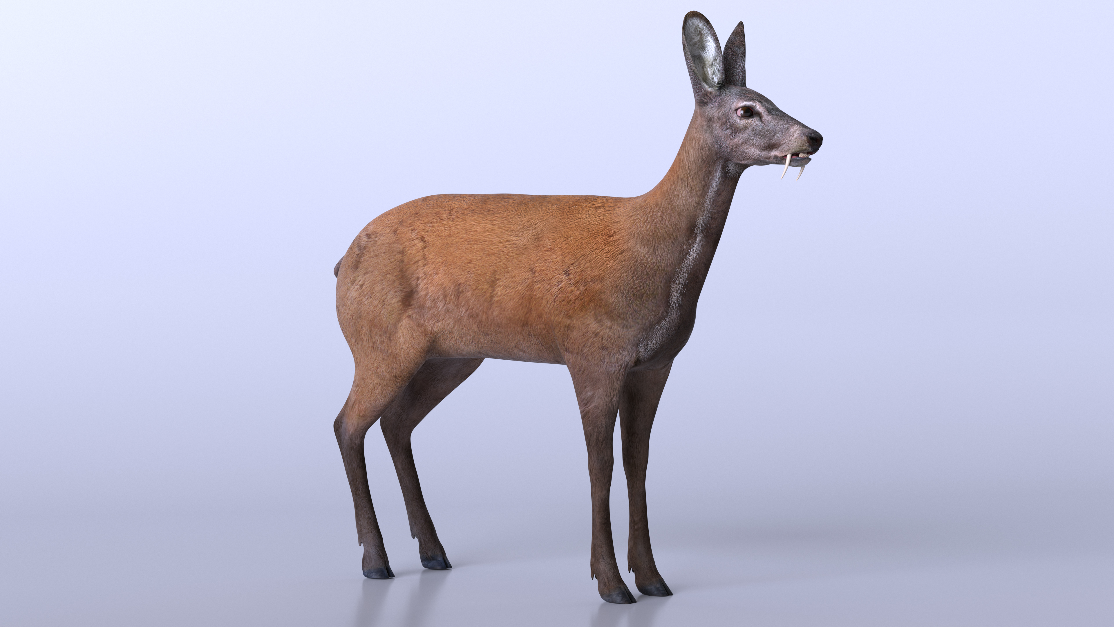 Moschus Moschiferus 3D model