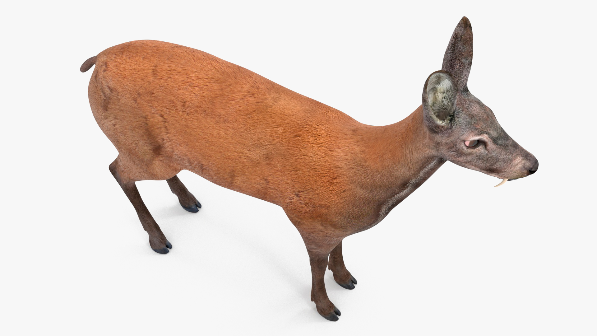 Moschus Moschiferus 3D model