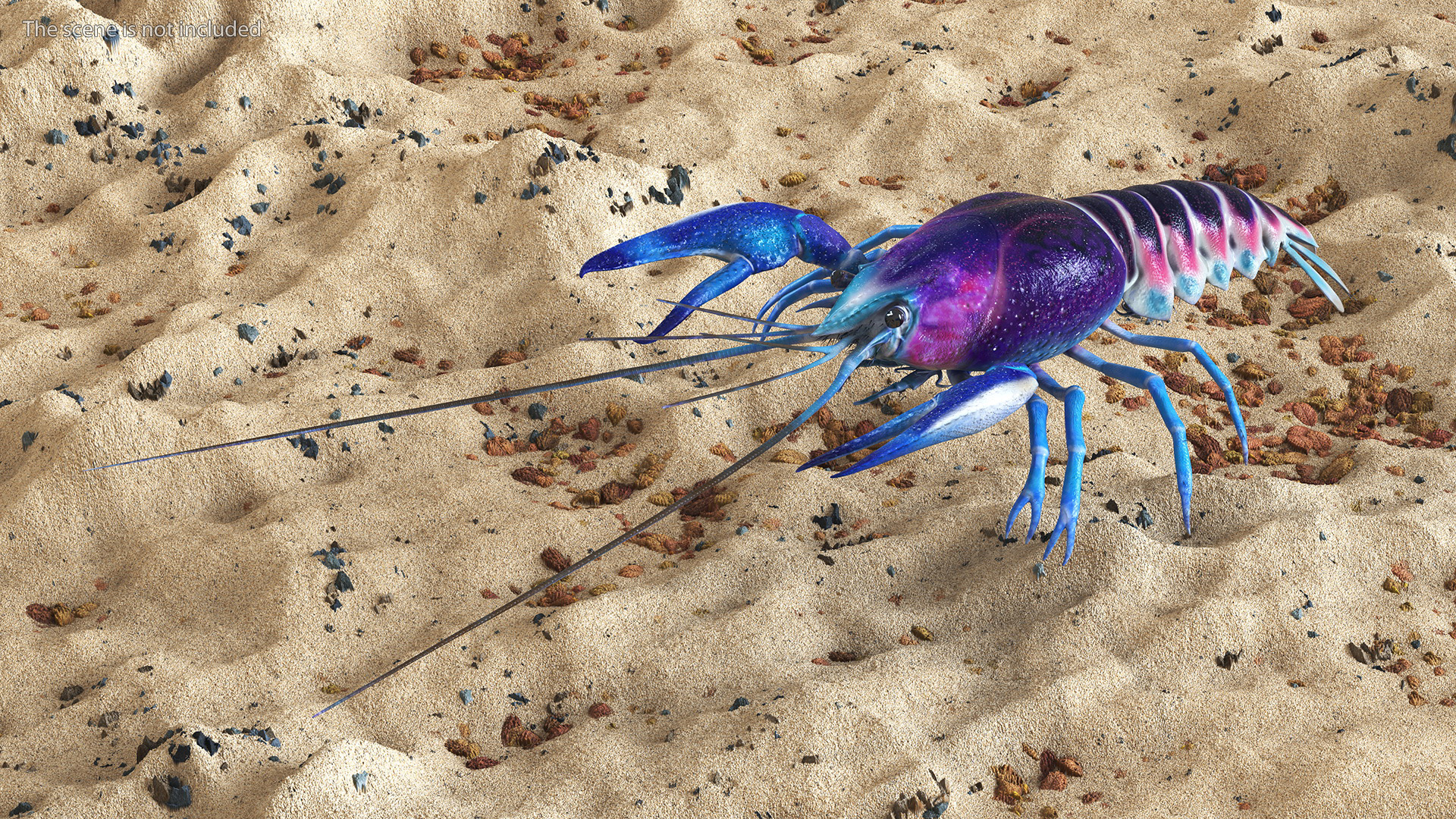 3D Florida Crayfish