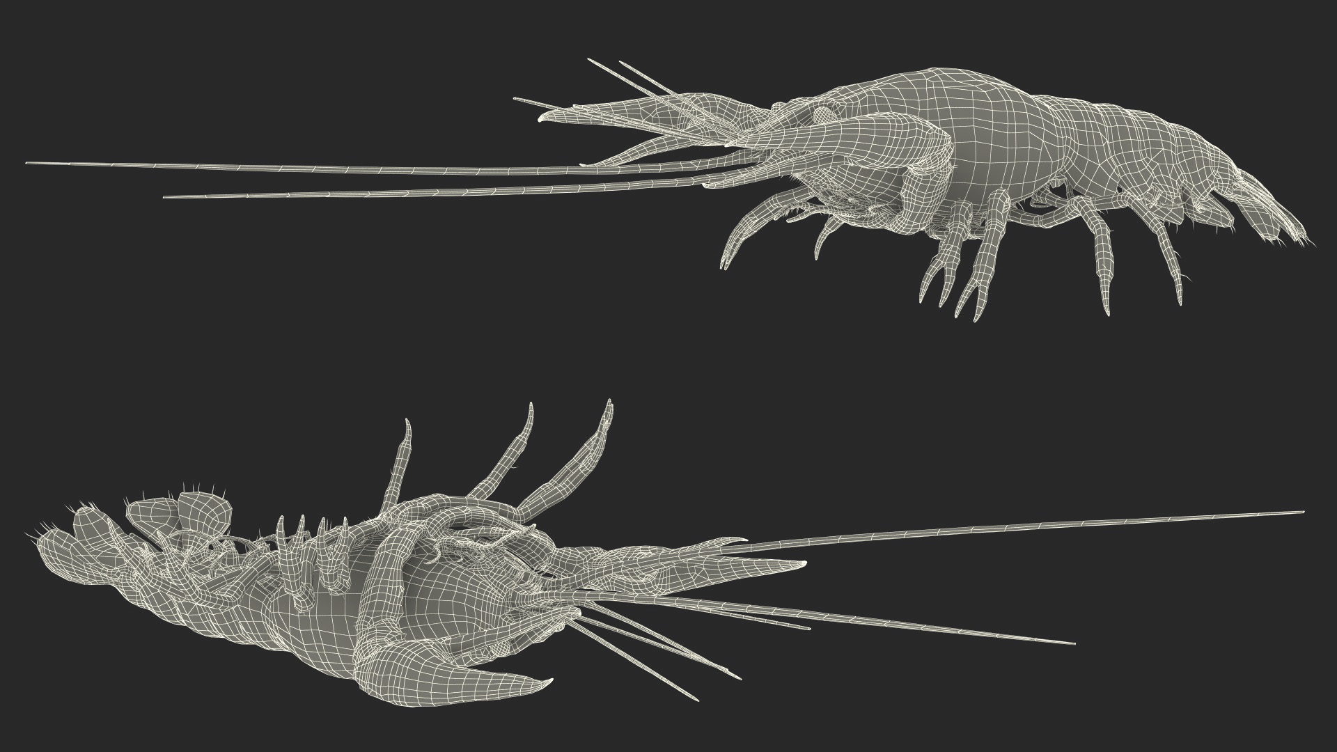 3D Florida Crayfish