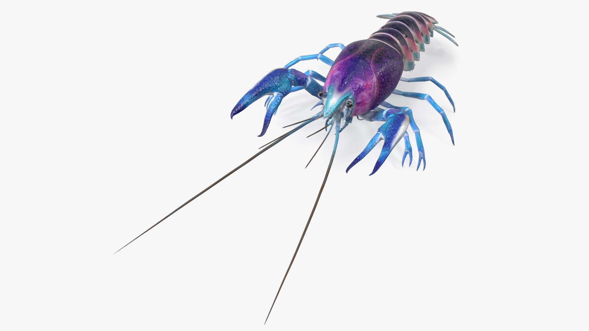 3D Florida Crayfish