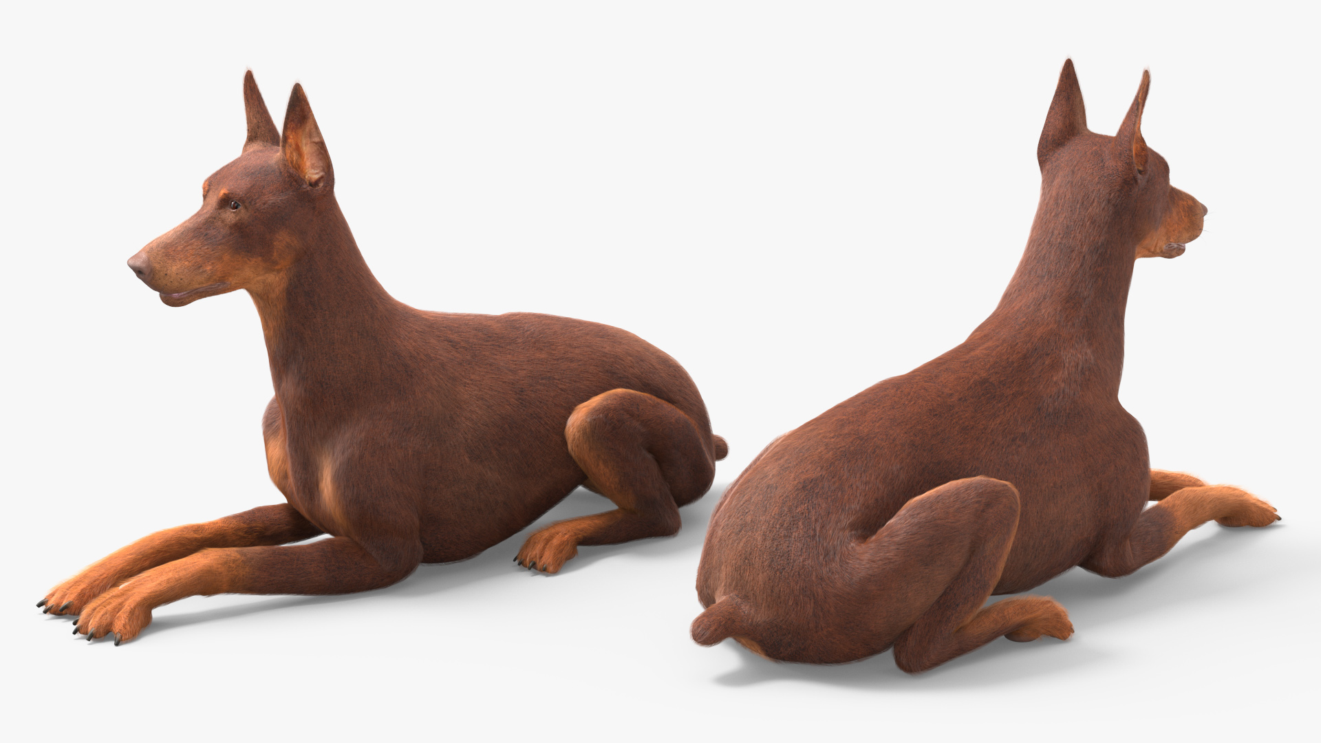 3D Doberman Dog Brown Lying Down Fur model