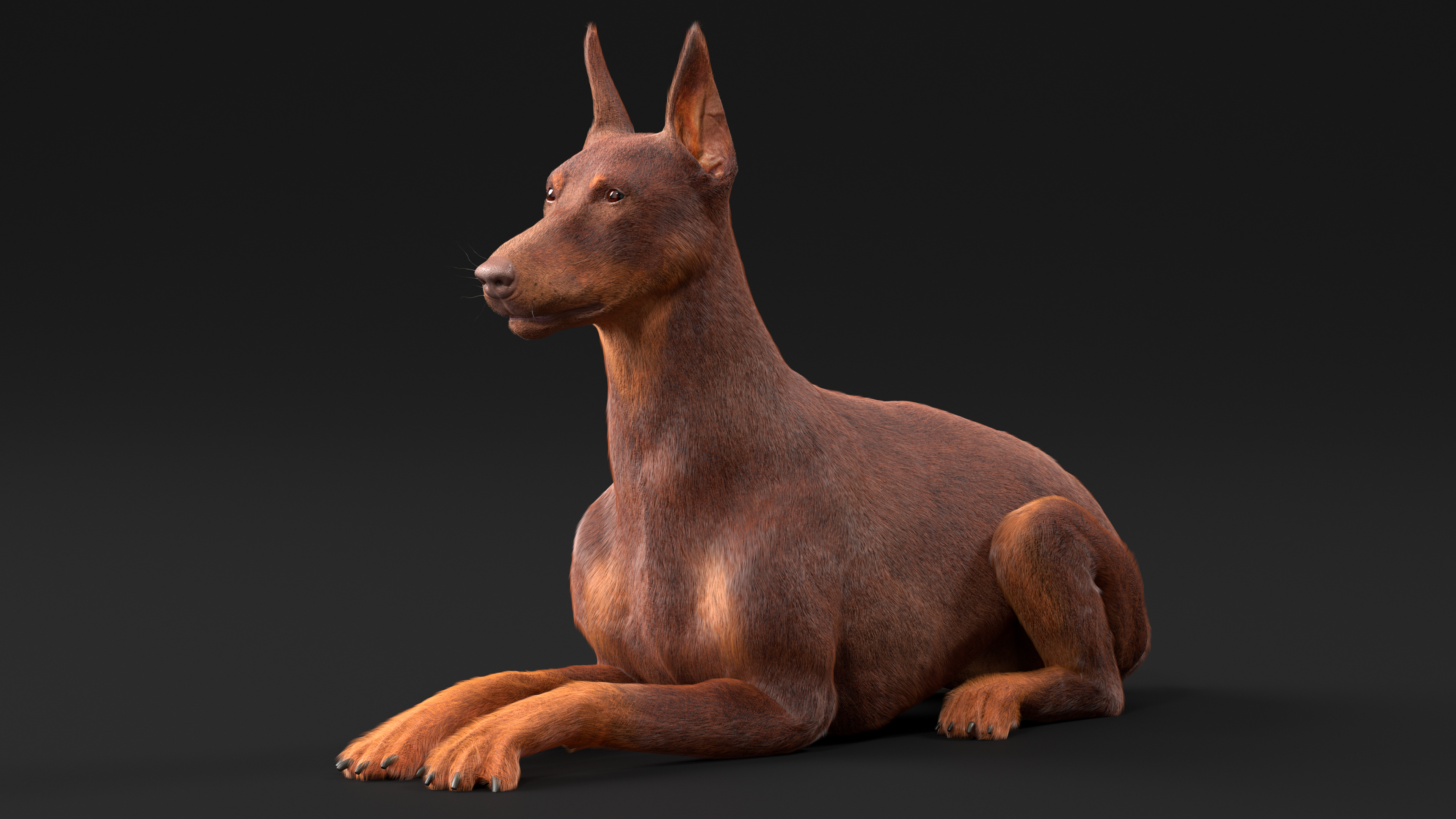 3D Doberman Dog Brown Lying Down Fur model