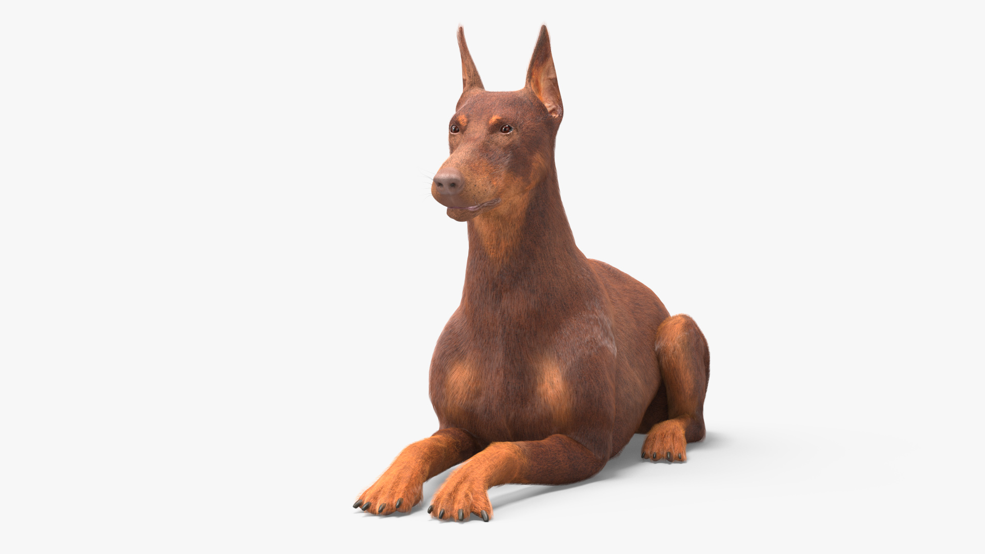 3D Doberman Dog Brown Lying Down Fur model