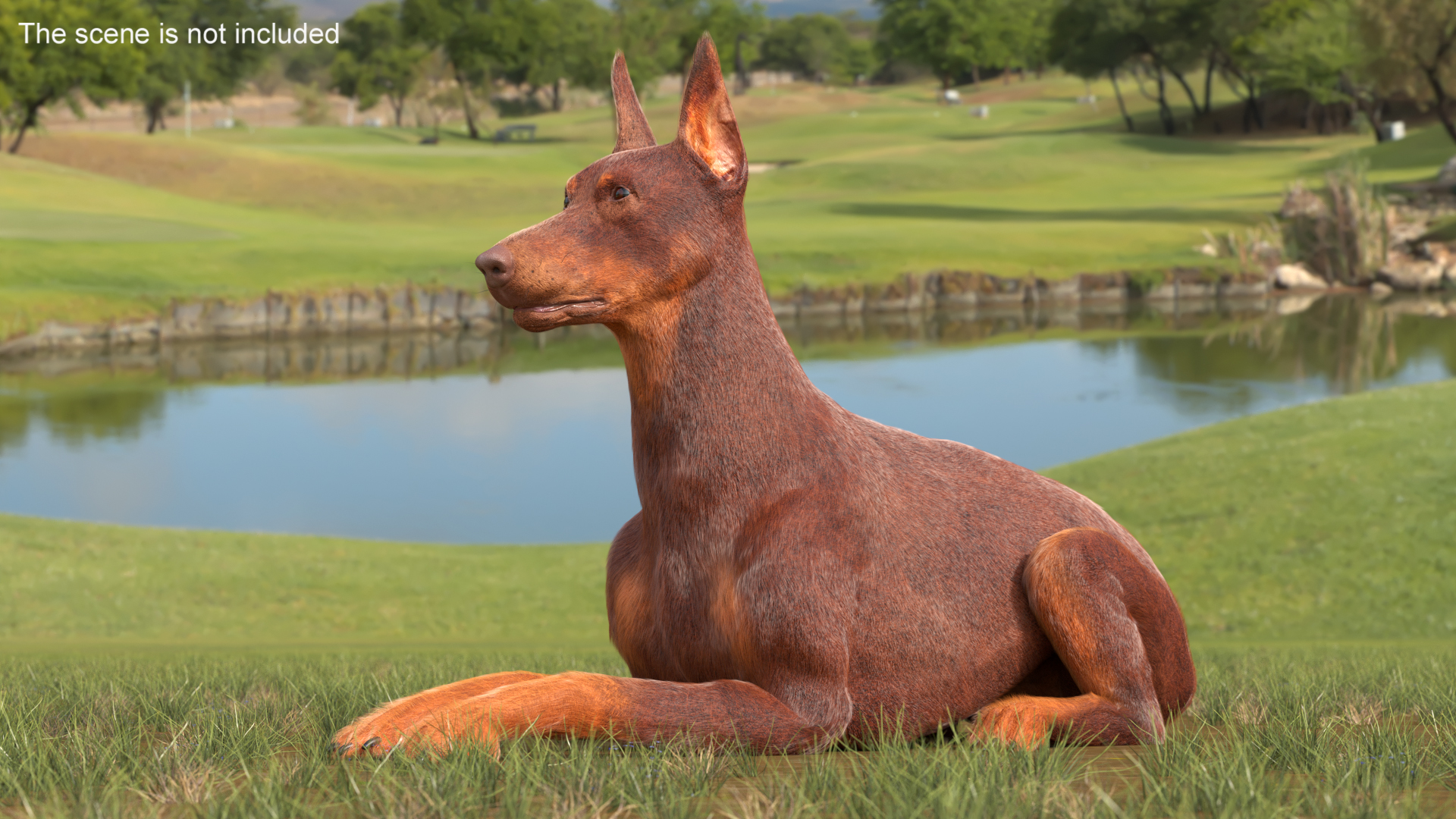 3D Doberman Dog Brown Lying Down Fur model