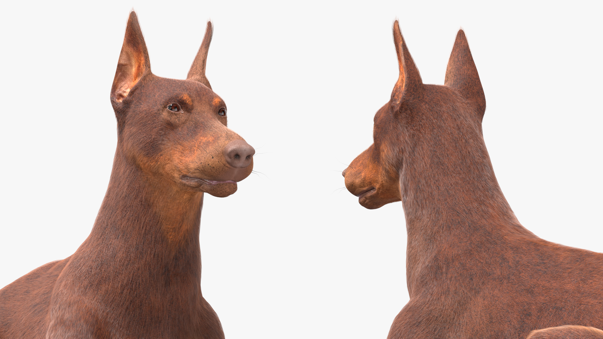 3D Doberman Dog Brown Lying Down Fur model