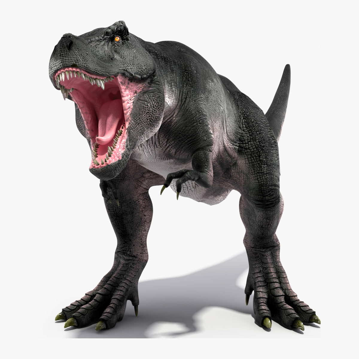3D T Rex Roaring Animated Rigged for Cinema 4D model