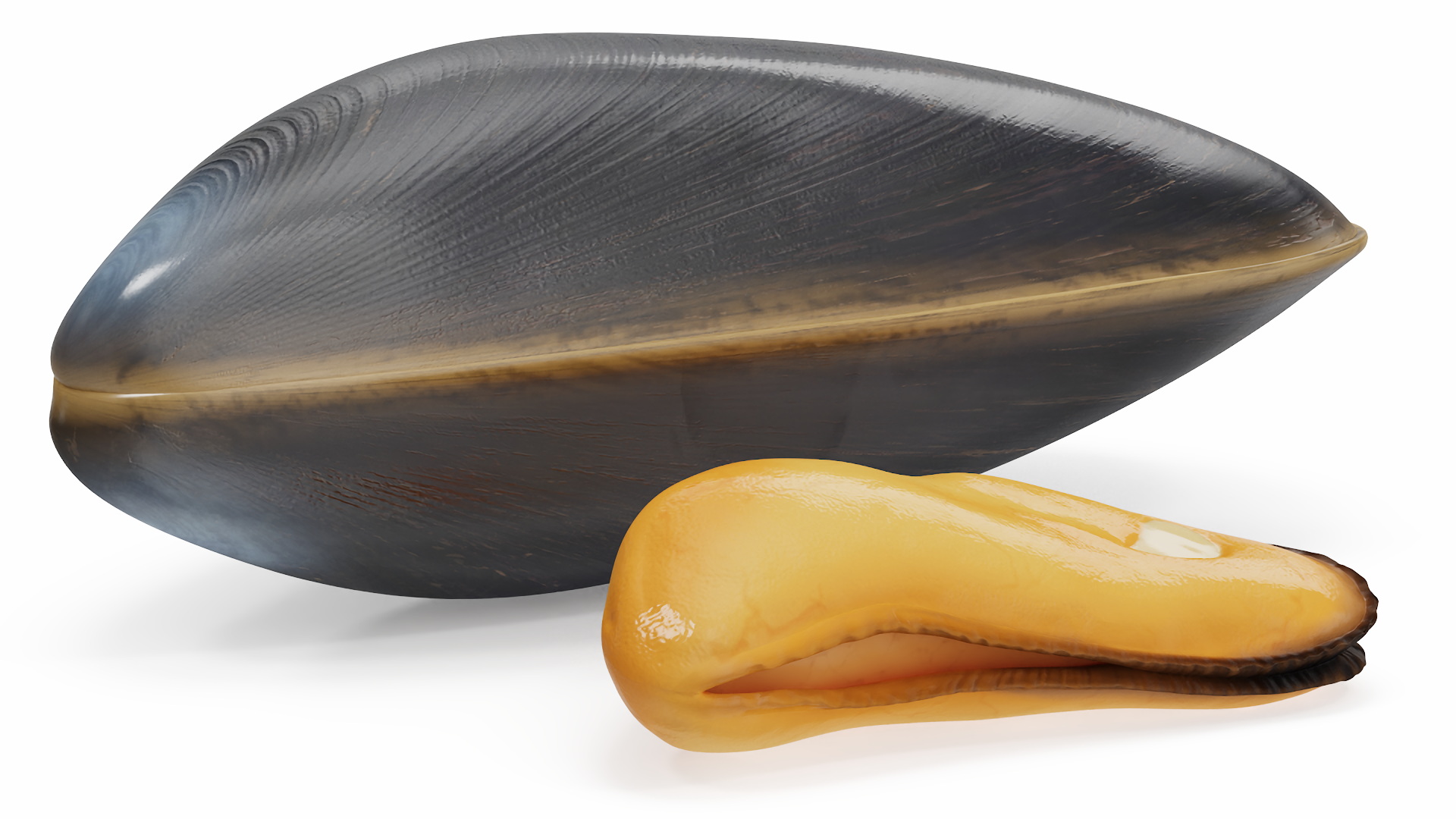Boiled Sea Mussel 3D