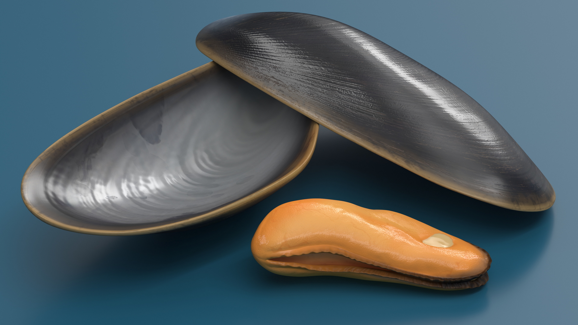 Boiled Sea Mussel 3D