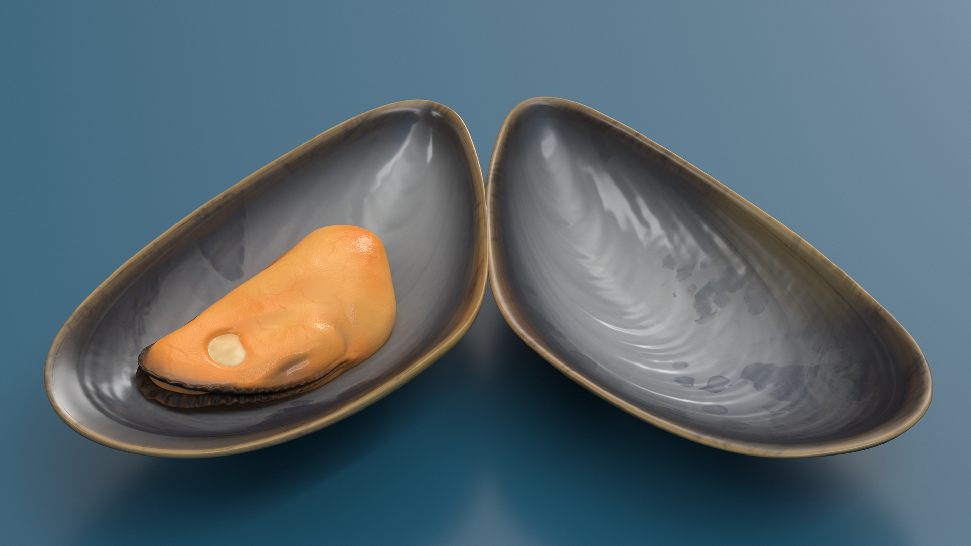 Boiled Sea Mussel 3D