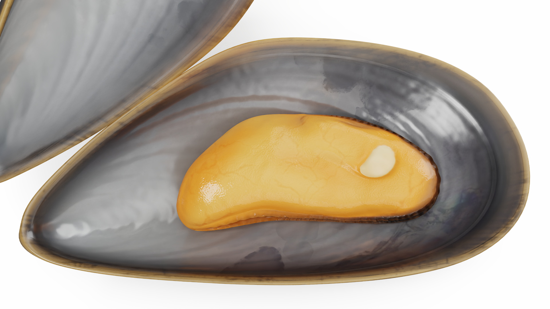 Boiled Sea Mussel 3D
