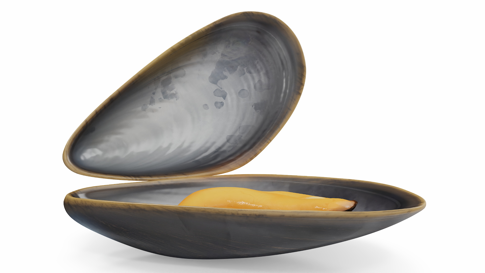 Boiled Sea Mussel 3D