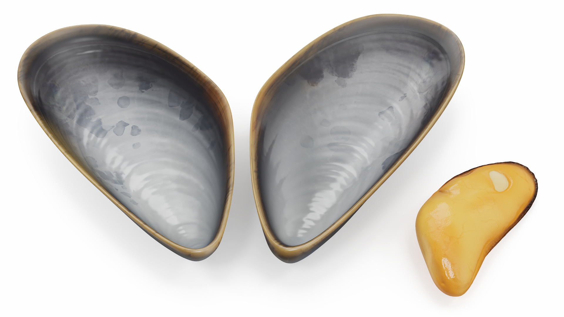 Boiled Sea Mussel 3D