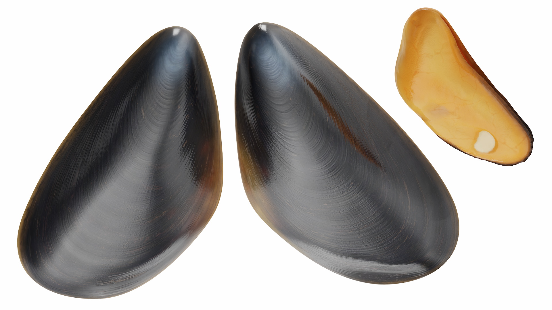 Boiled Sea Mussel 3D