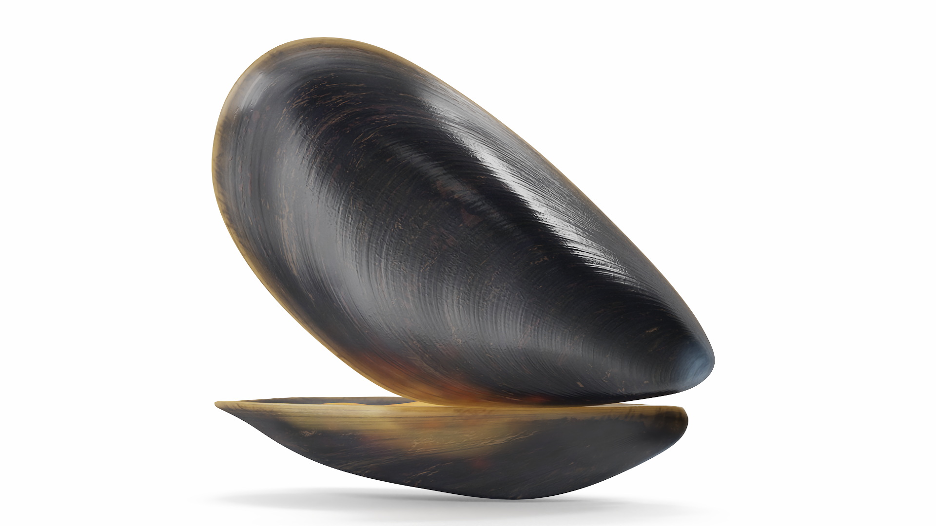 Boiled Sea Mussel 3D