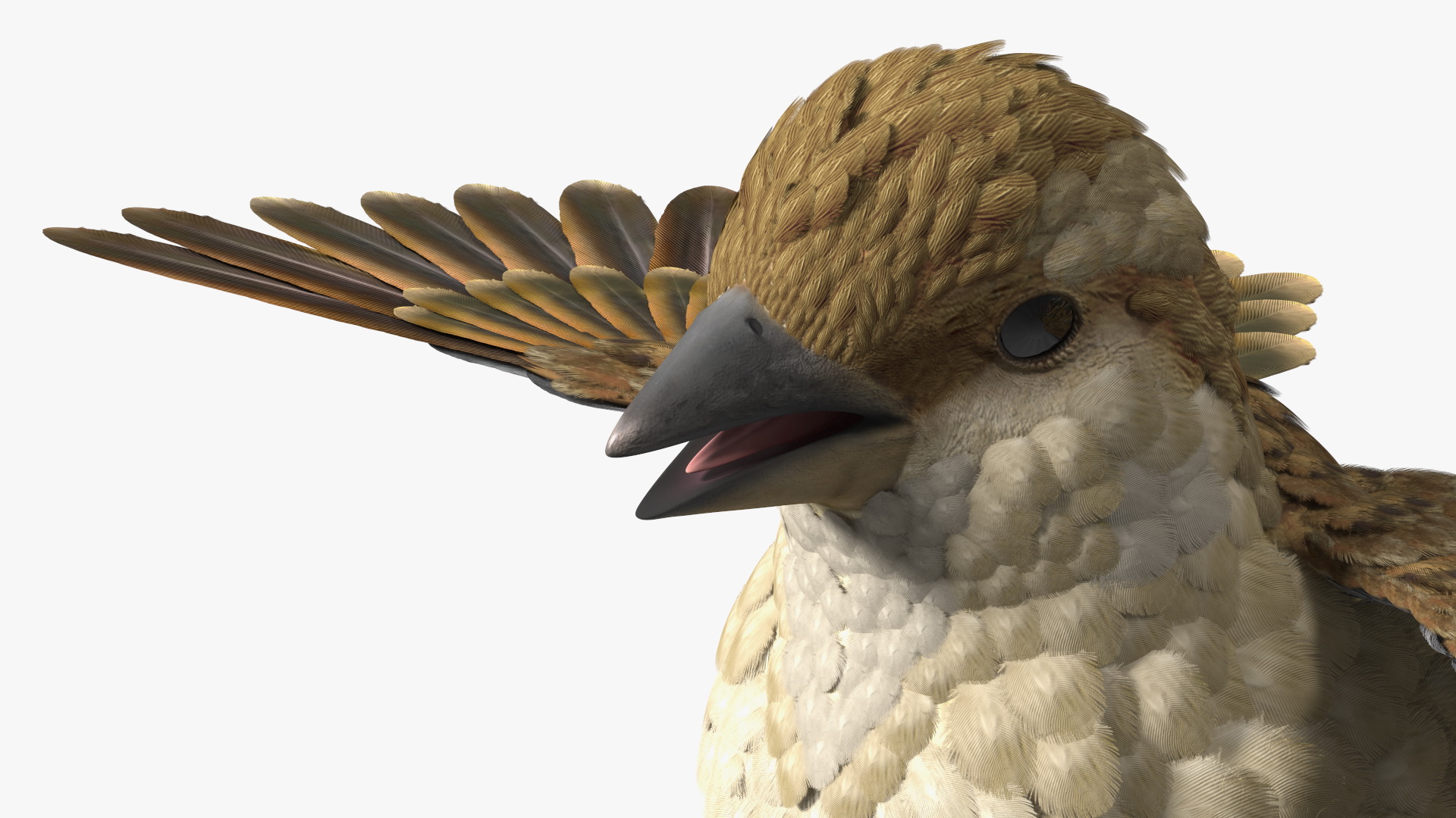 3D House Sparrow with Spread Wings