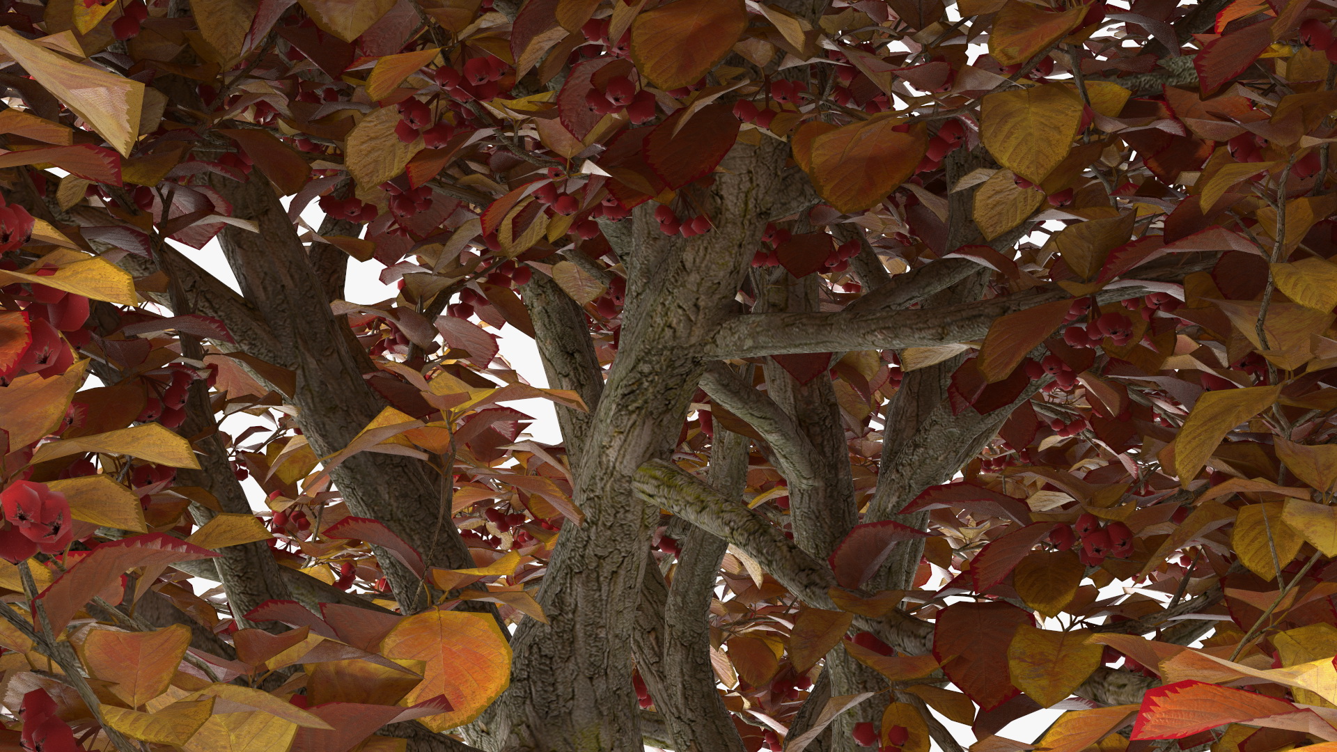 3D Autumn Cockpur Hawthorn with Berries