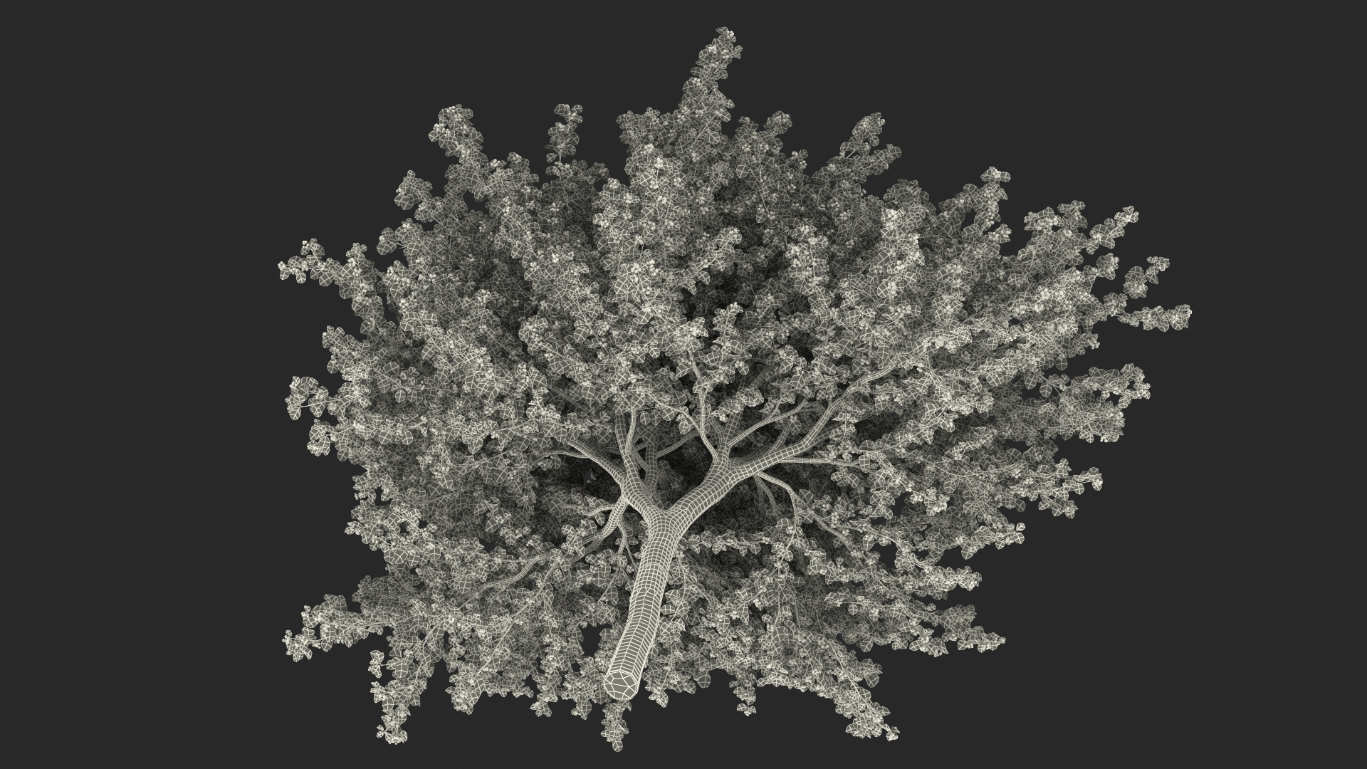 3D Autumn Cockpur Hawthorn with Berries