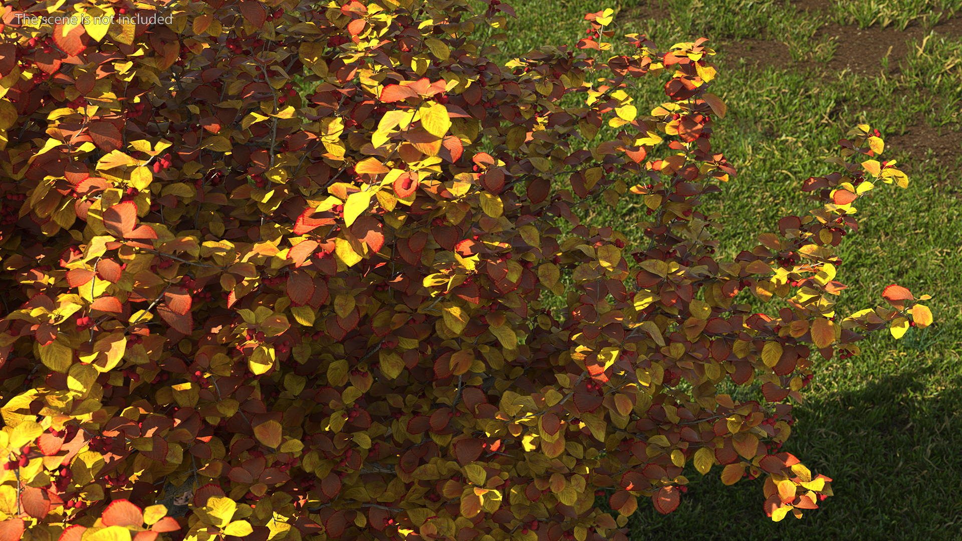 3D Autumn Cockpur Hawthorn with Berries