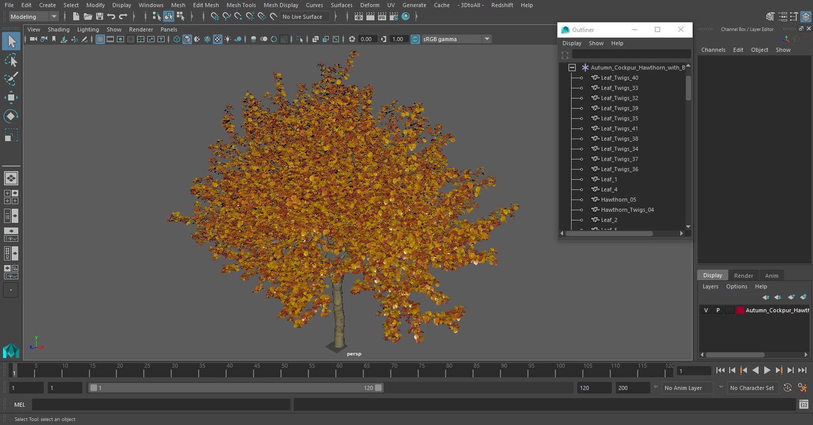 3D Autumn Cockpur Hawthorn with Berries