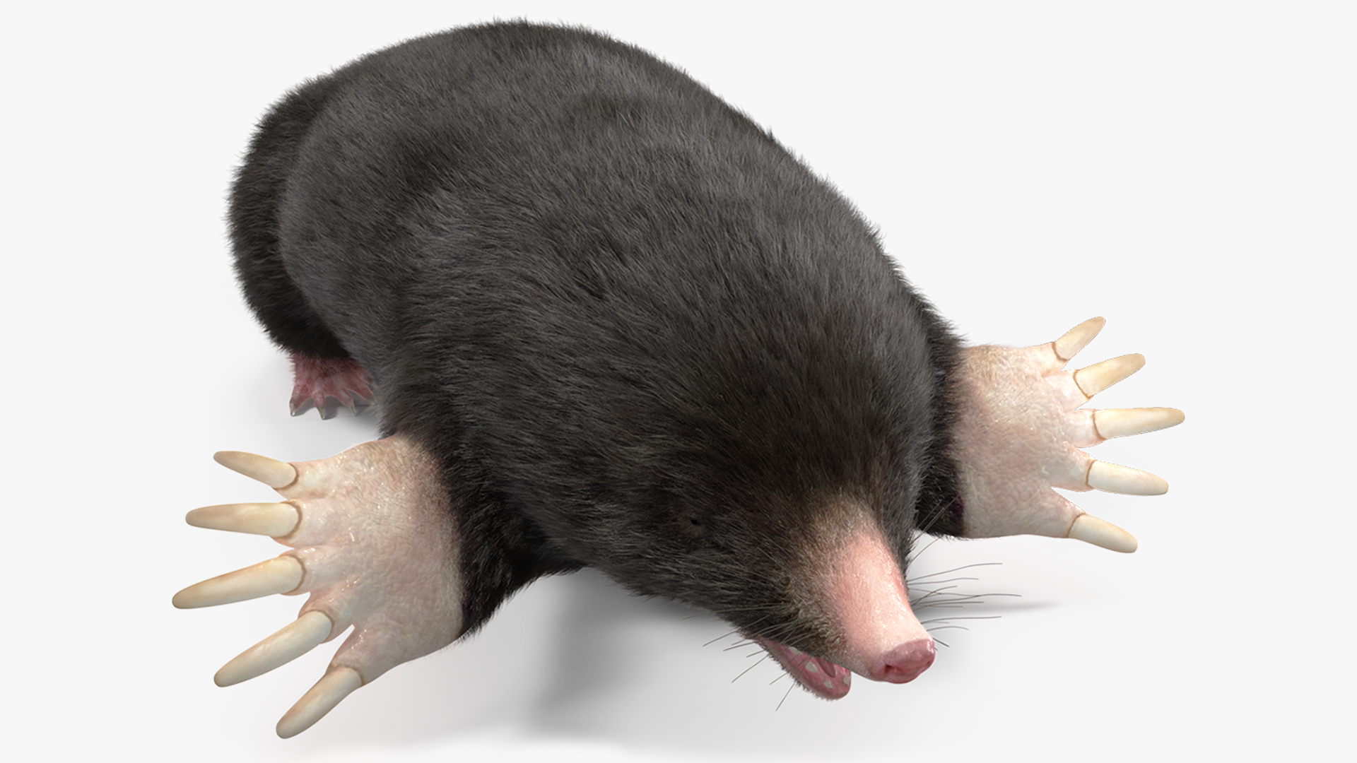 3D Talpa Europaea Fur model