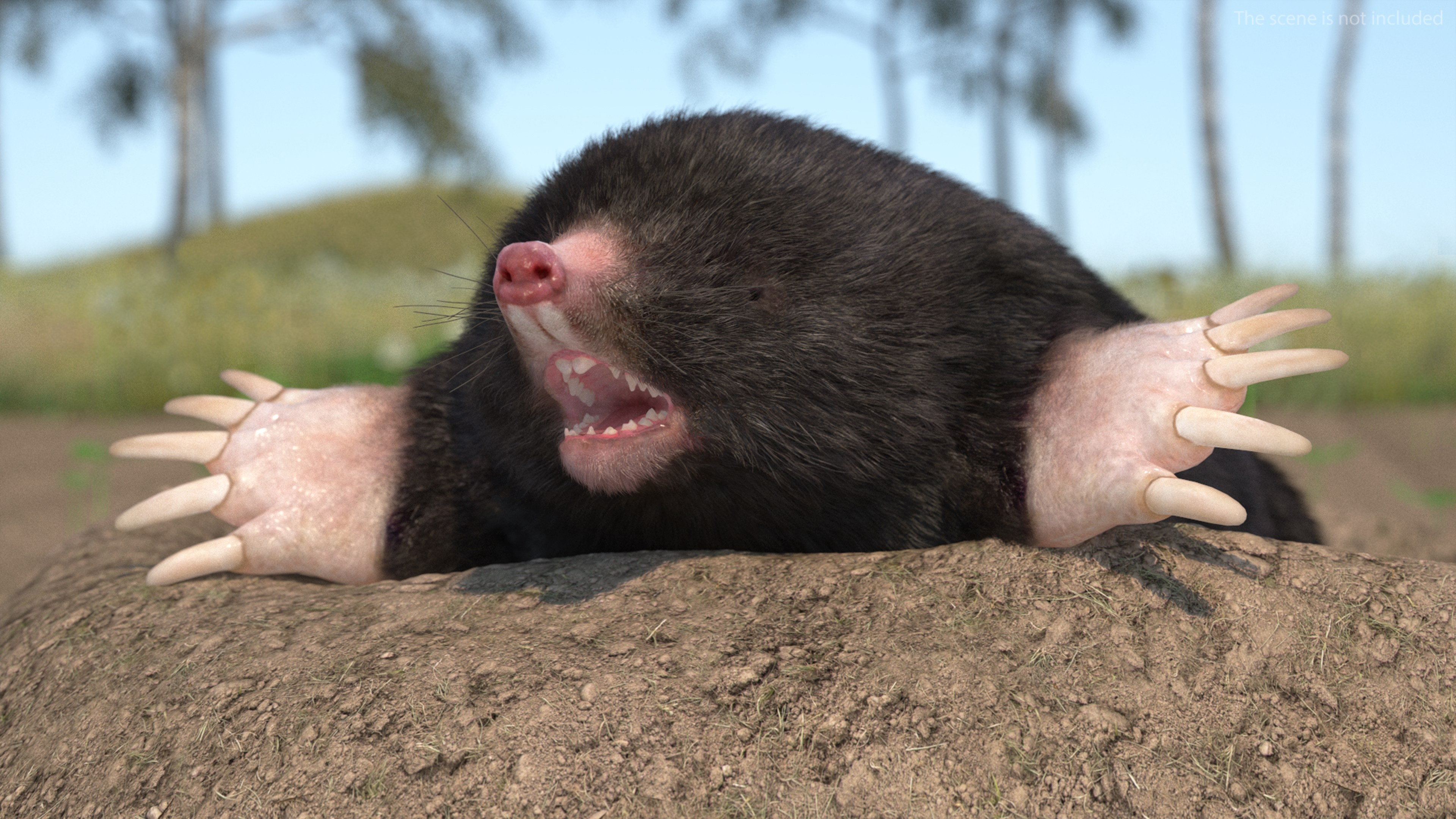 3D Talpa Europaea Fur model