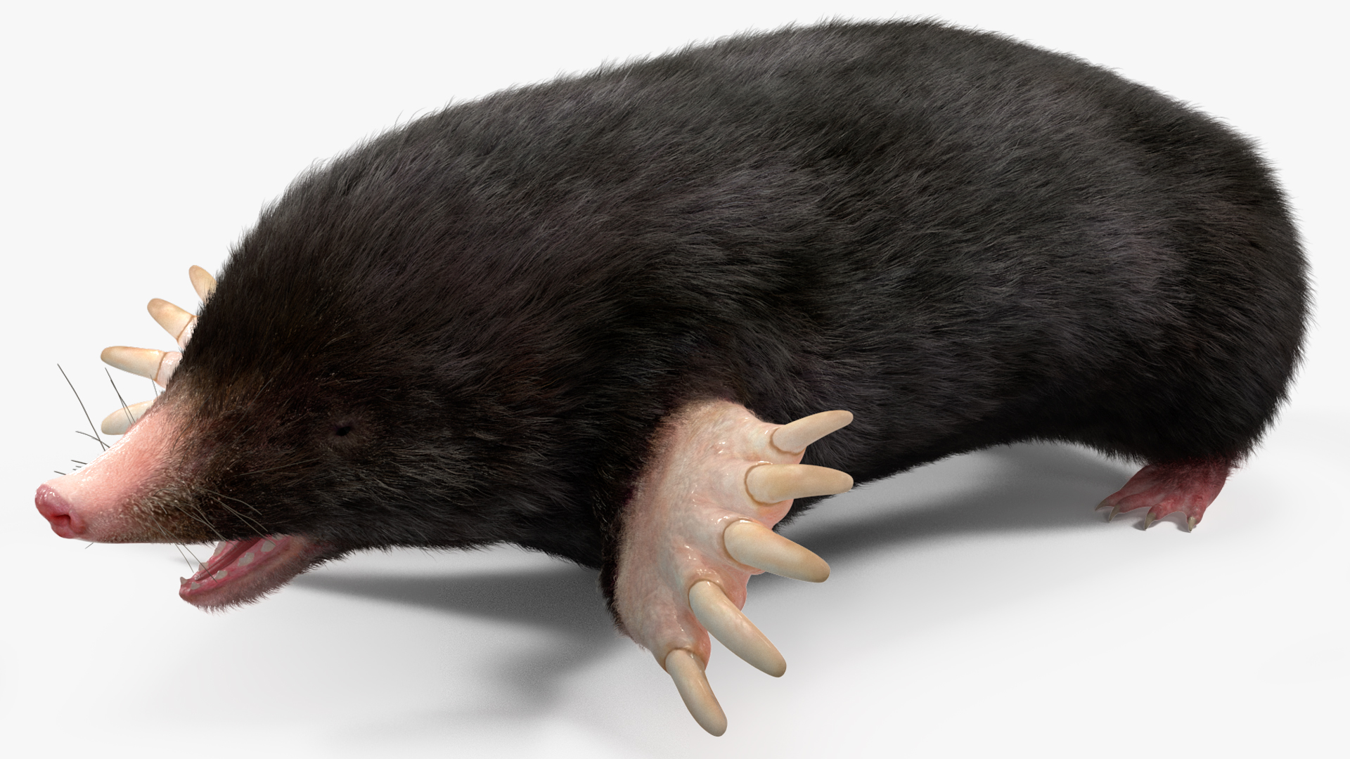 3D Talpa Europaea Fur model