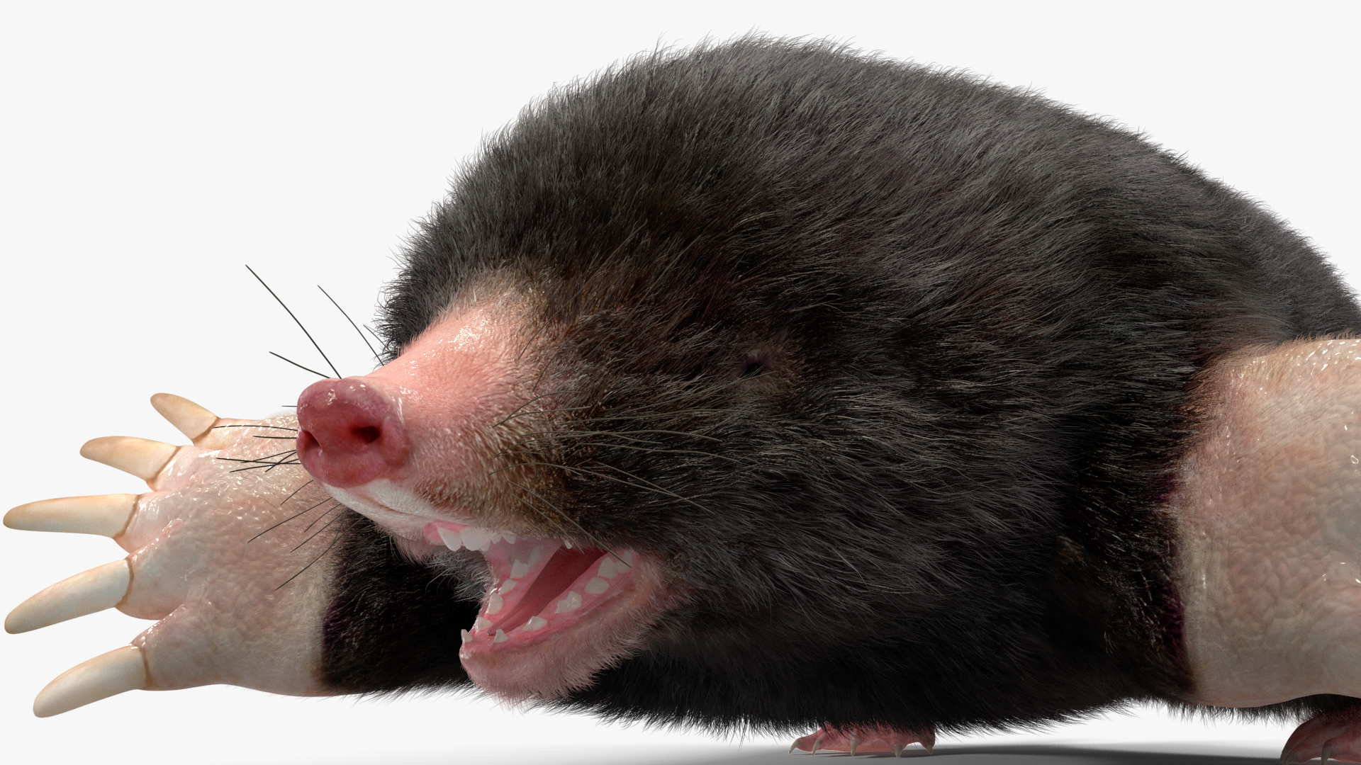 3D Talpa Europaea Fur model