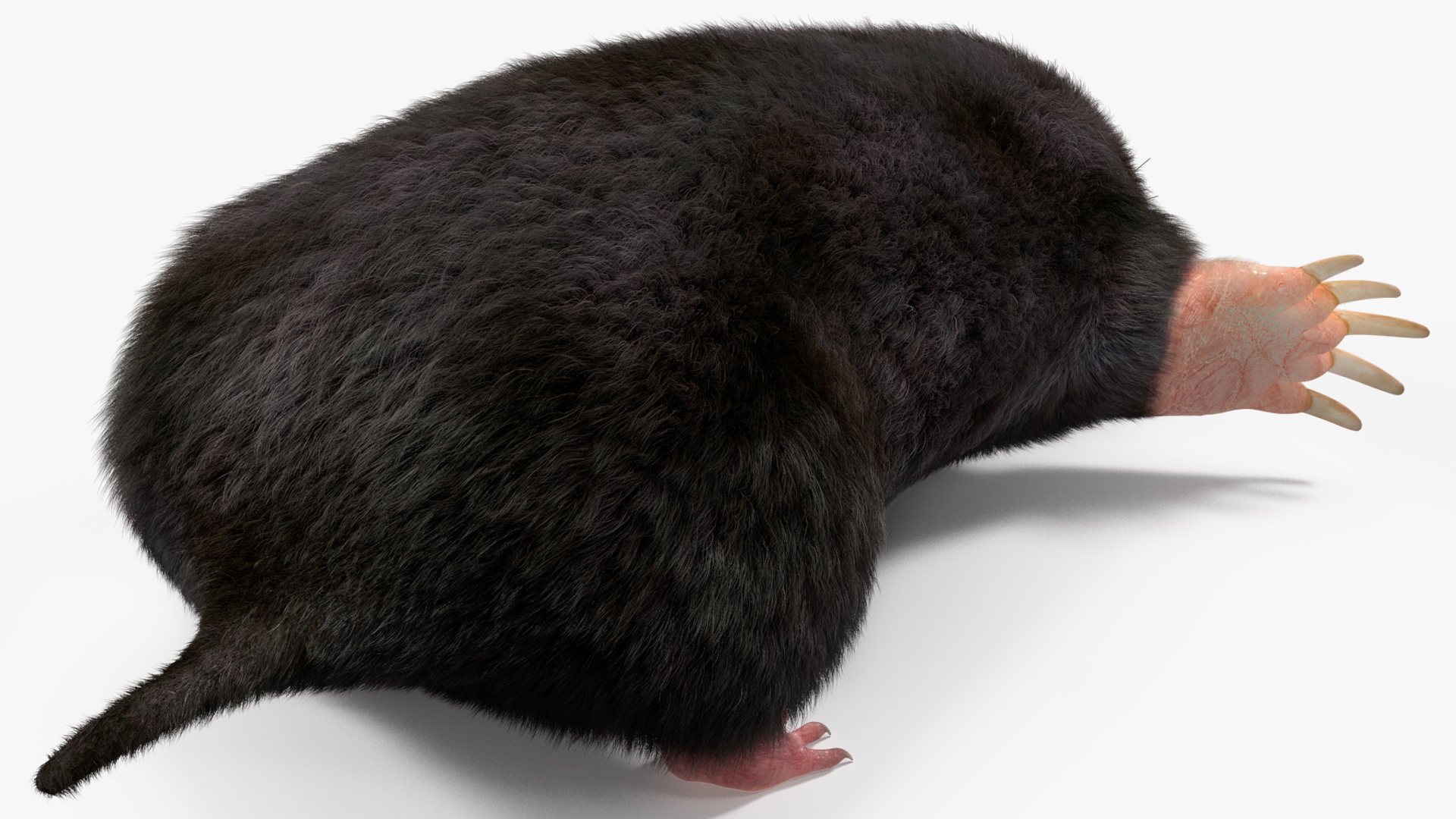 3D Talpa Europaea Fur model