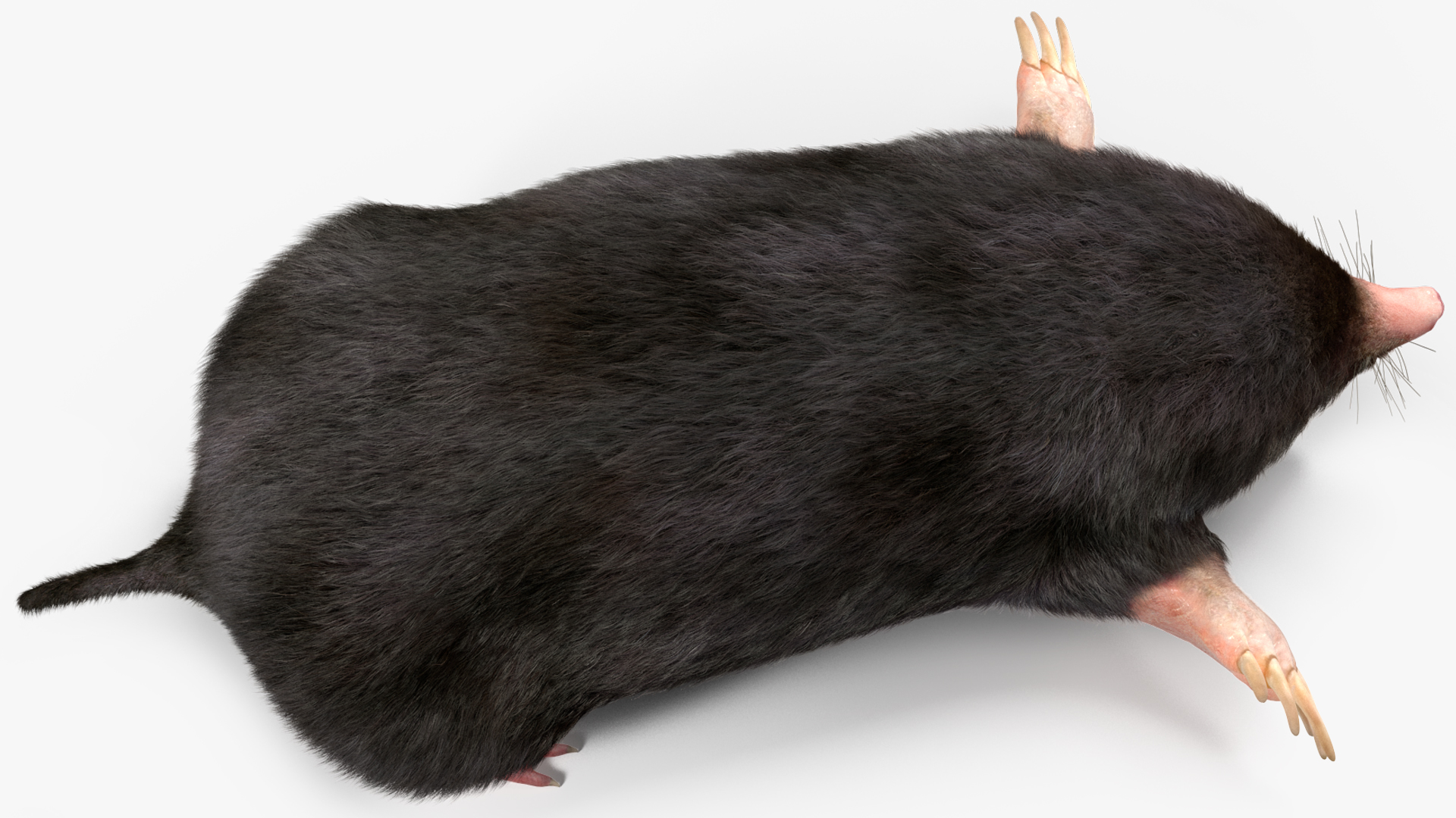3D Talpa Europaea Fur model