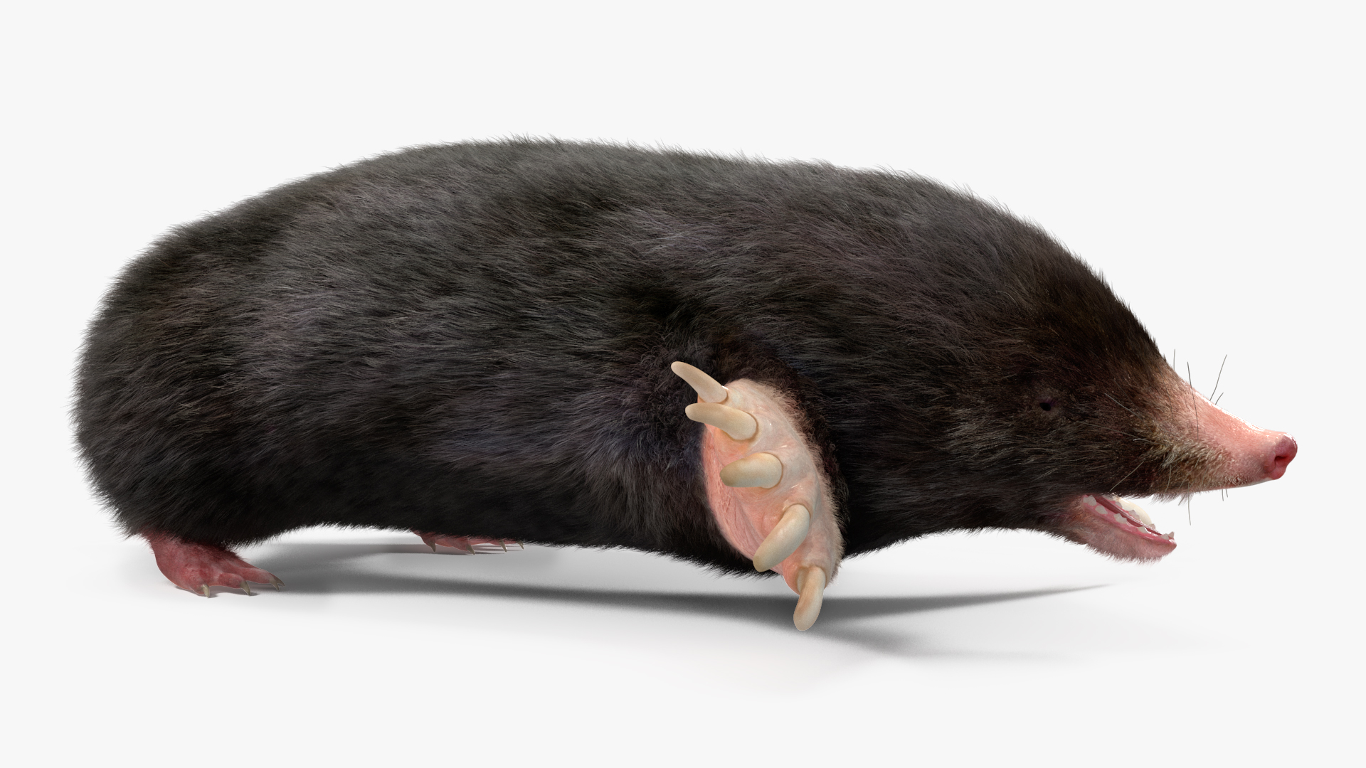 3D Talpa Europaea Fur model