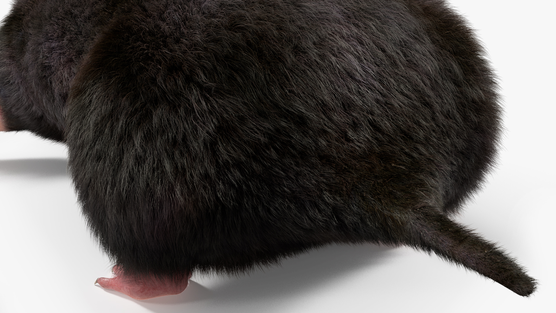 3D Talpa Europaea Fur model
