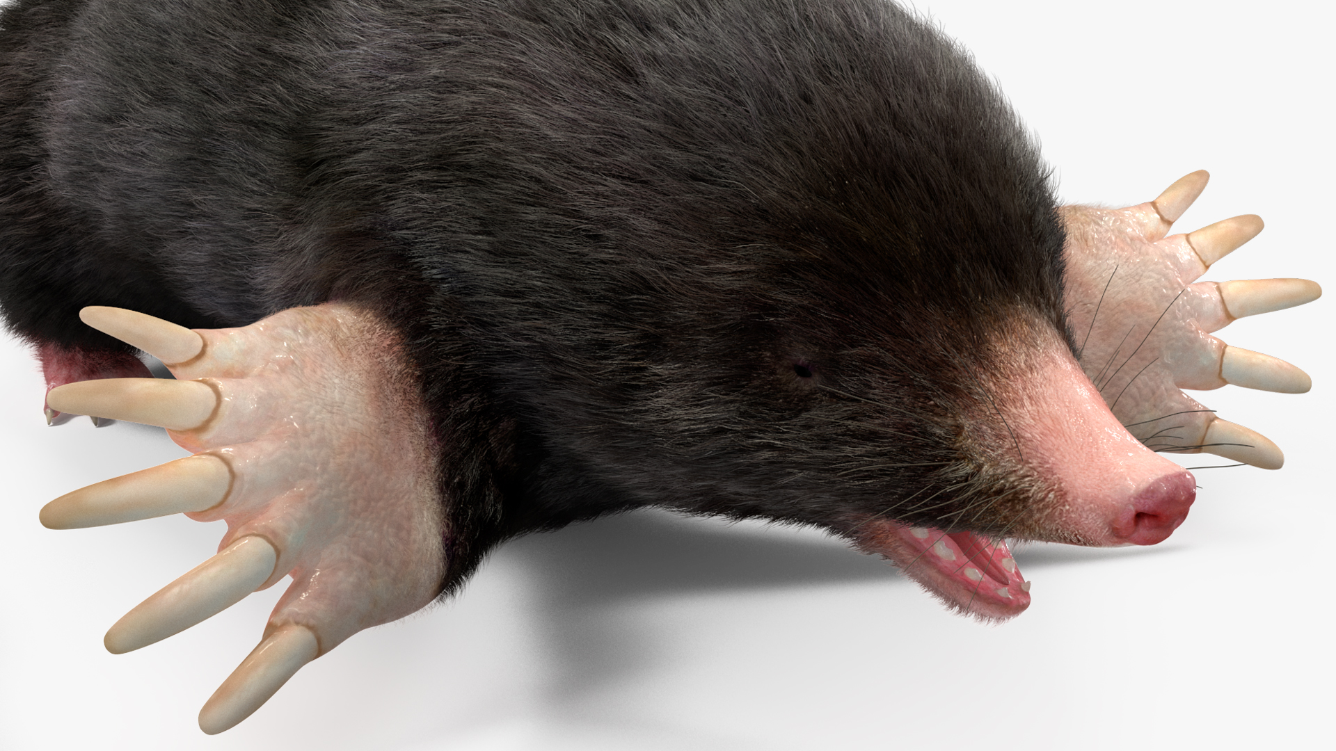 3D Talpa Europaea Fur model