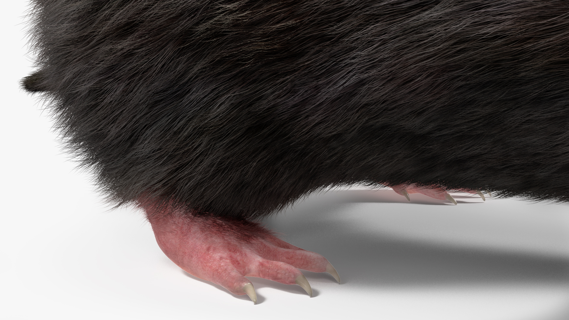 3D Talpa Europaea Fur model