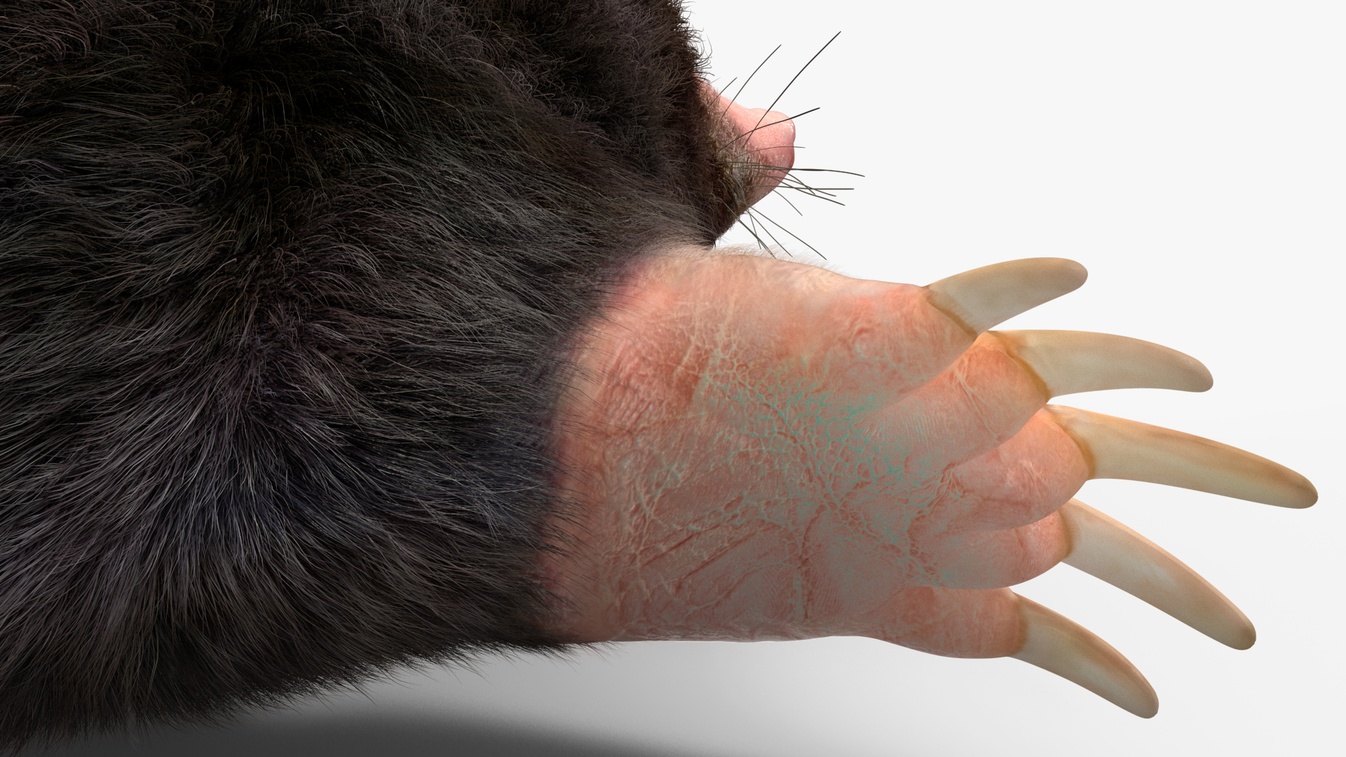 3D Talpa Europaea Fur model