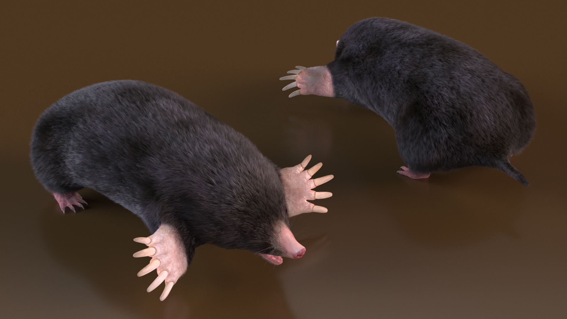 3D Talpa Europaea Fur model