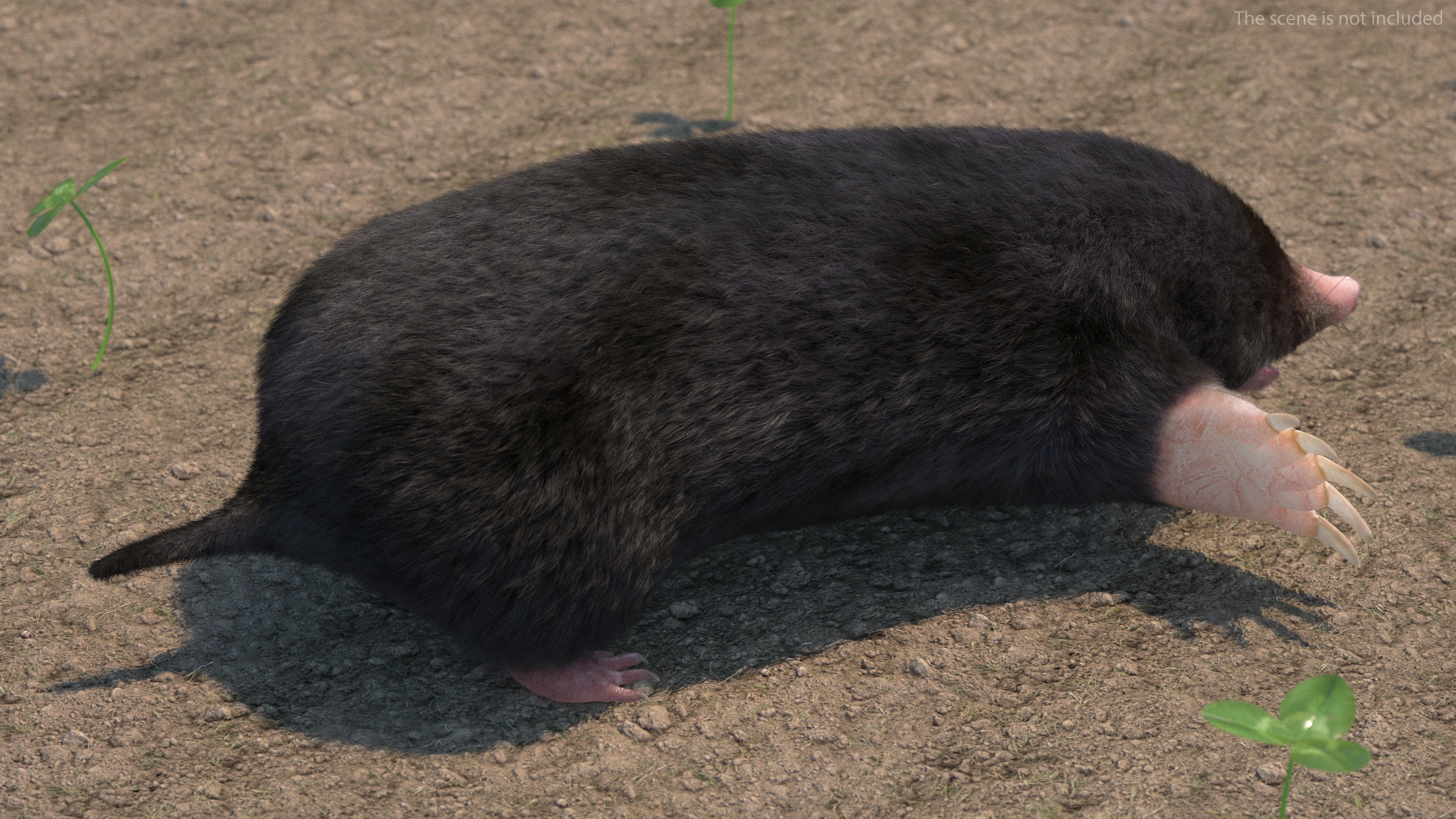 3D Talpa Europaea Fur model