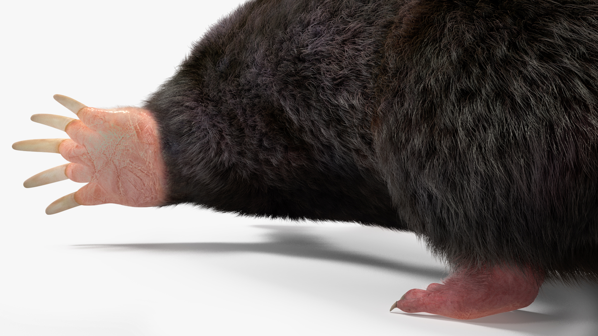 3D Talpa Europaea Fur model