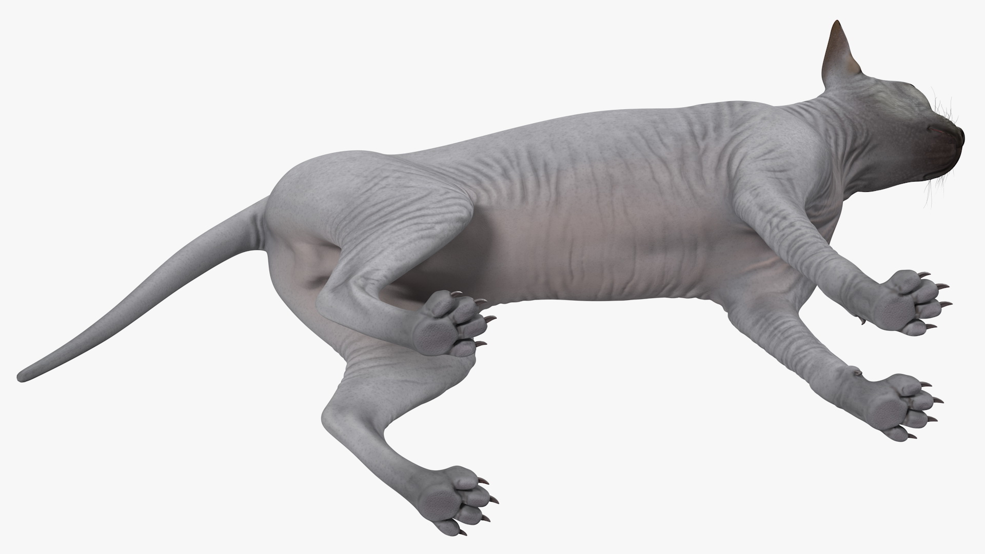 3D Sphynx Cat Solid Color Black model